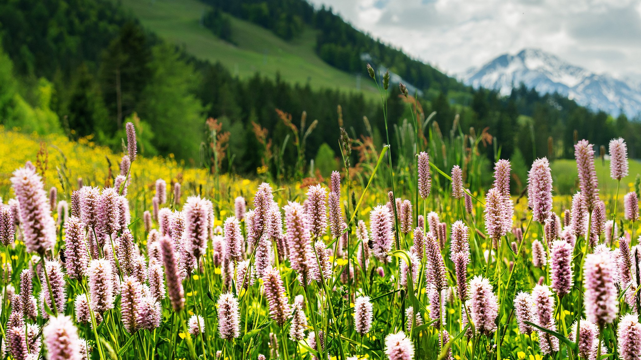 seefeld tirol alpen berge wiese gras natur blumen grün