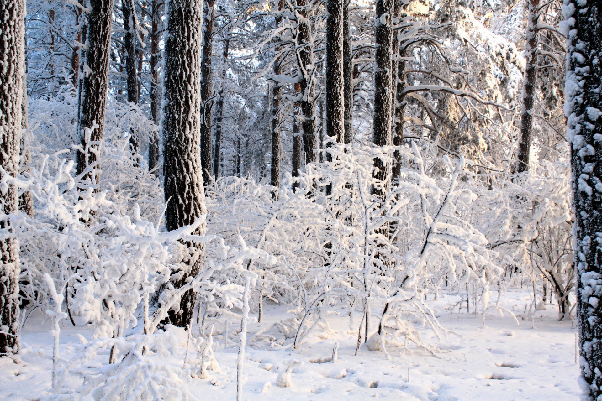 winter forest tree drifts bush light day