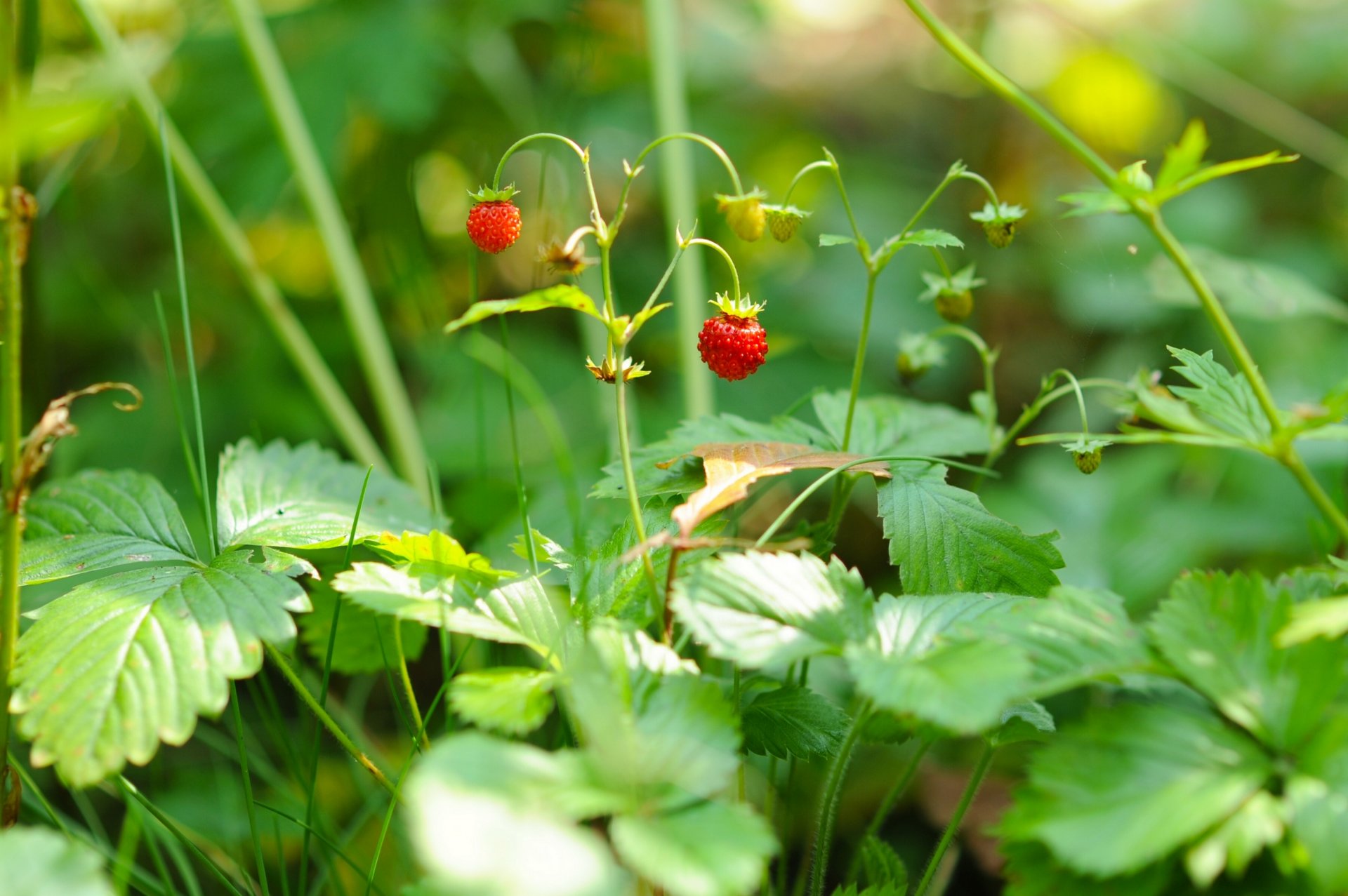 fragole bacche macro