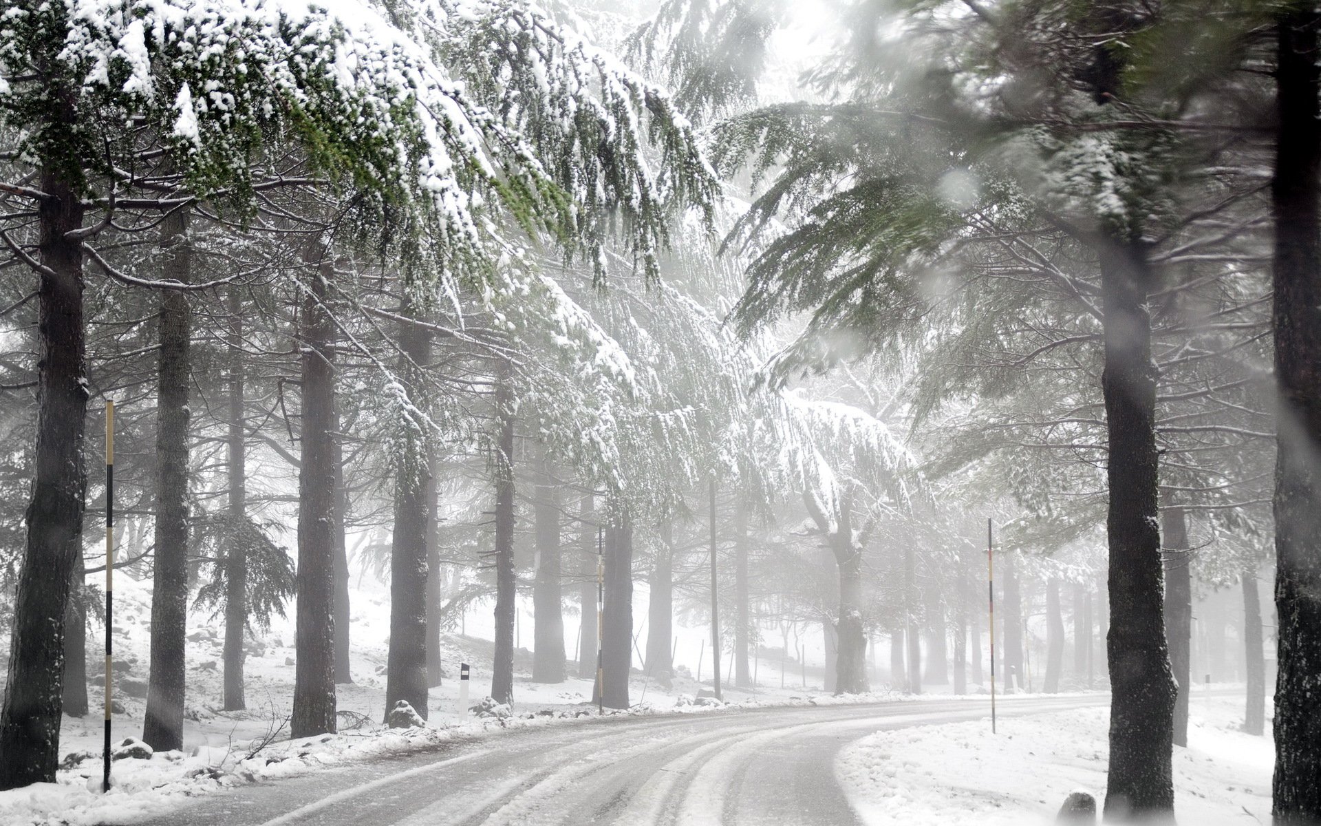 invierno carretera bosque niebla