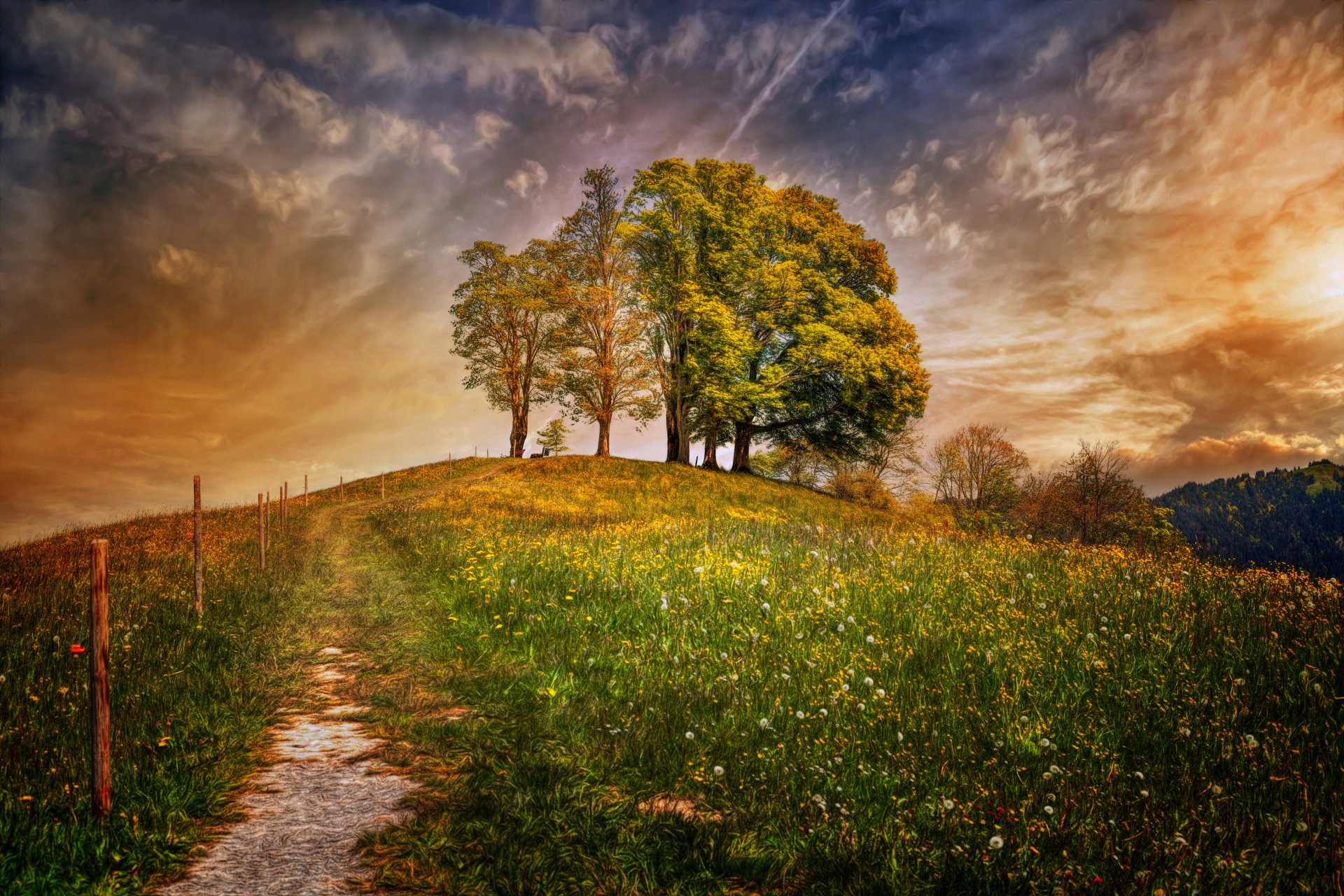 svizzera campo alberi nuvole elaborazione