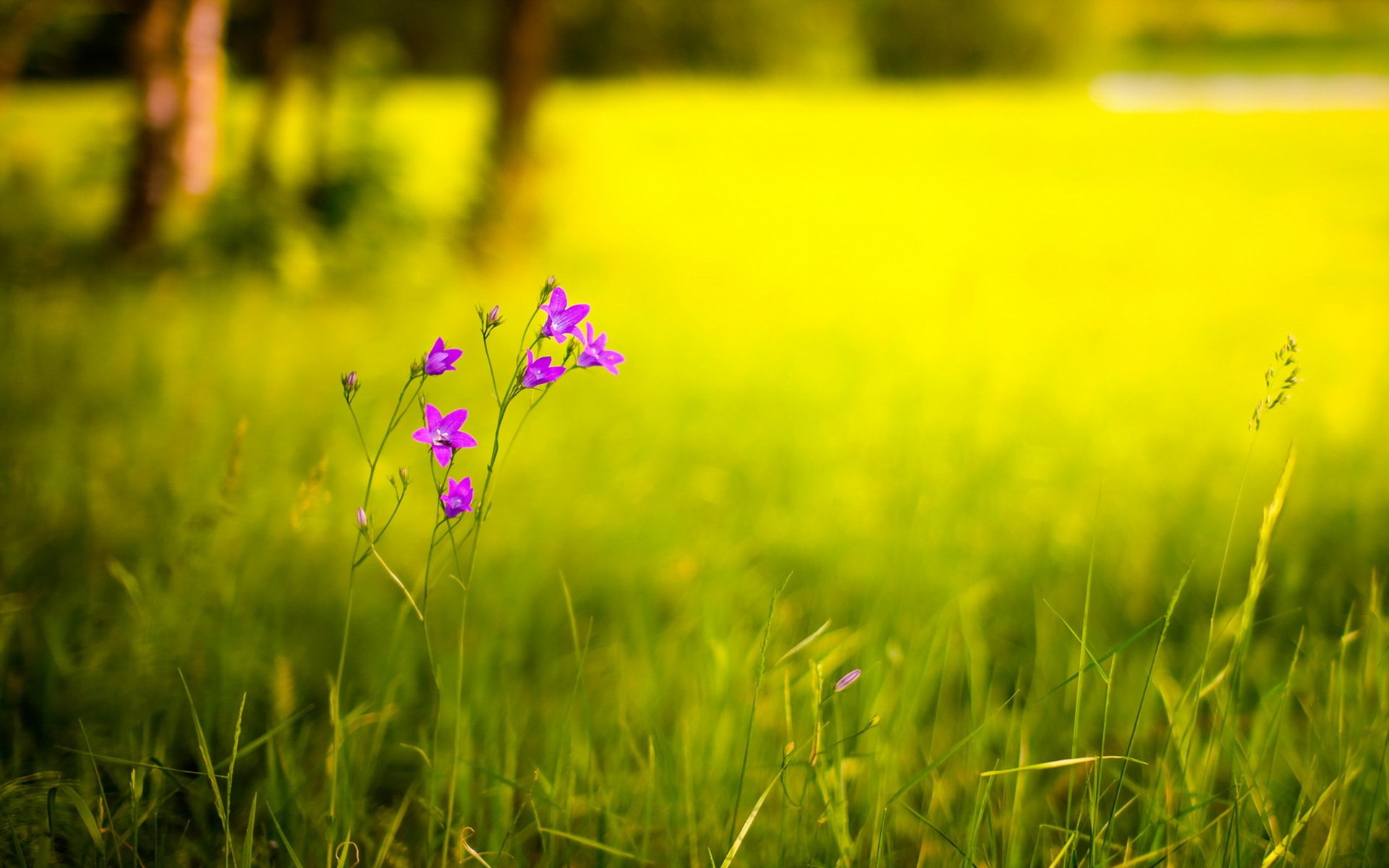 flower the field summer nature