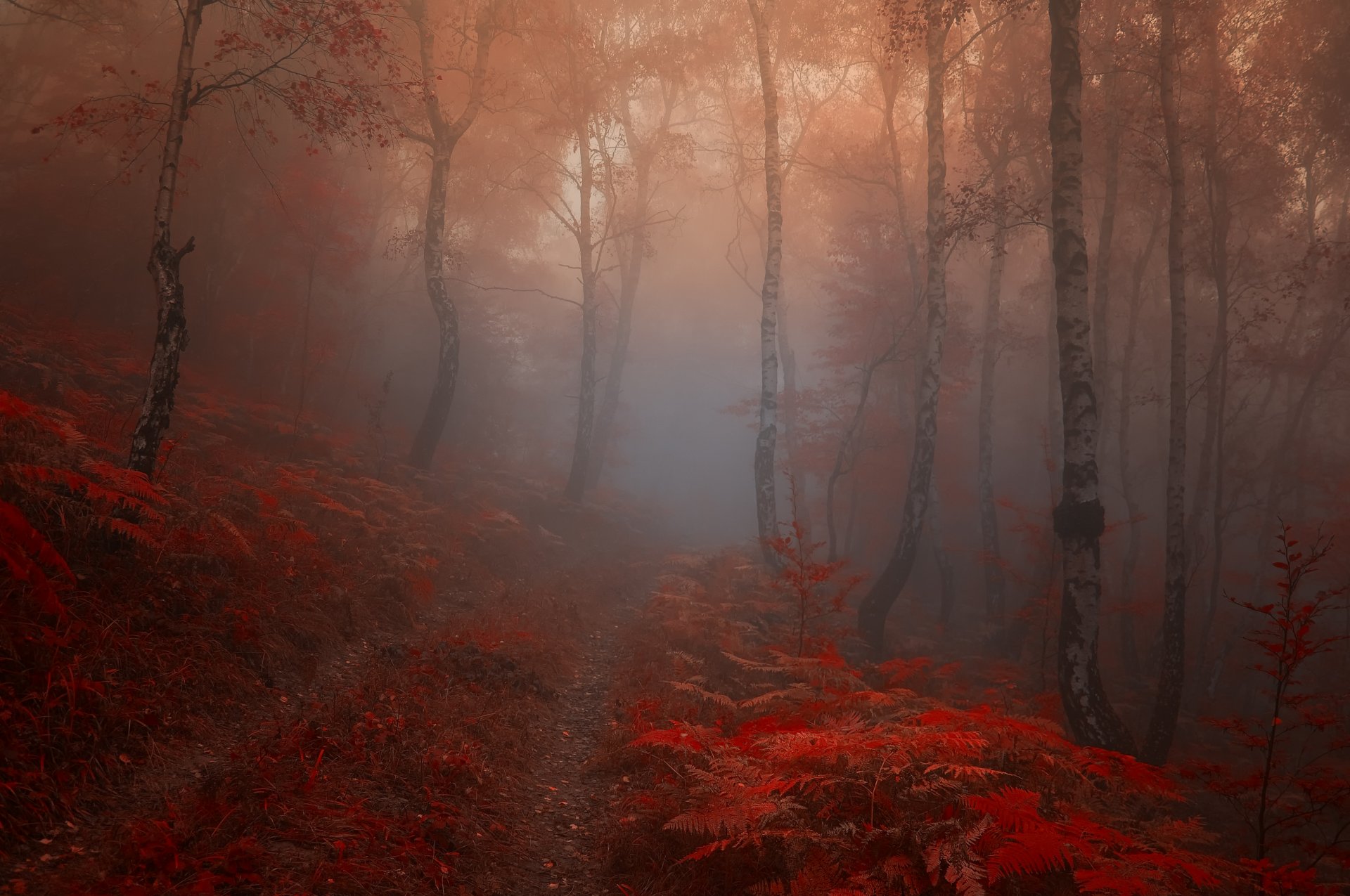 natur blätter rot herbst morgen wald bäume nebel straße spur