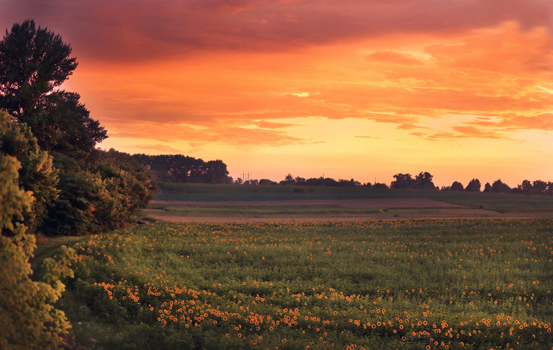 the field sunflowers night sunset