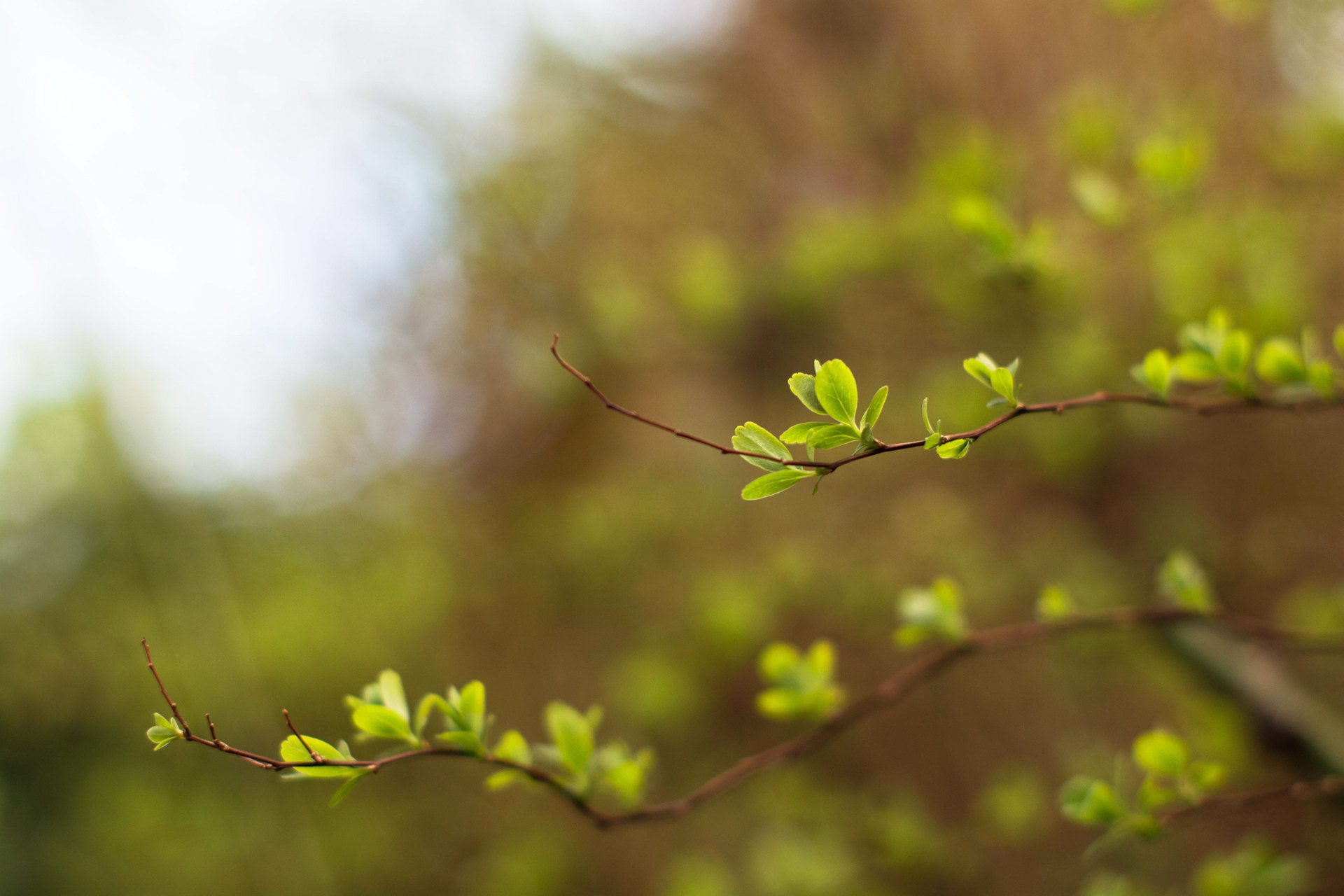 ramitas verde hojas jóvenes primavera bokeh borrosidad luz cielo