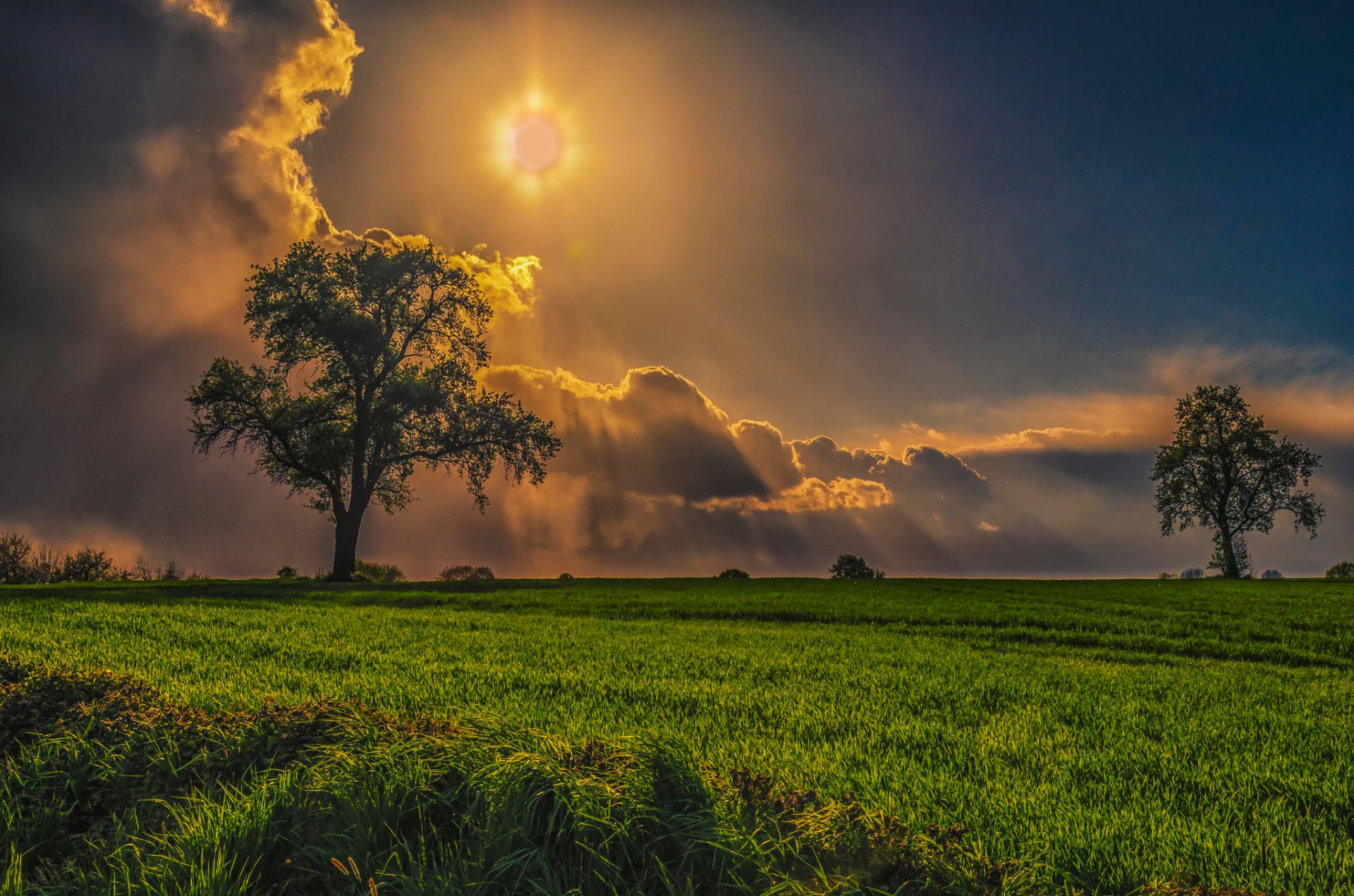 sole nuvole raggi albero campo