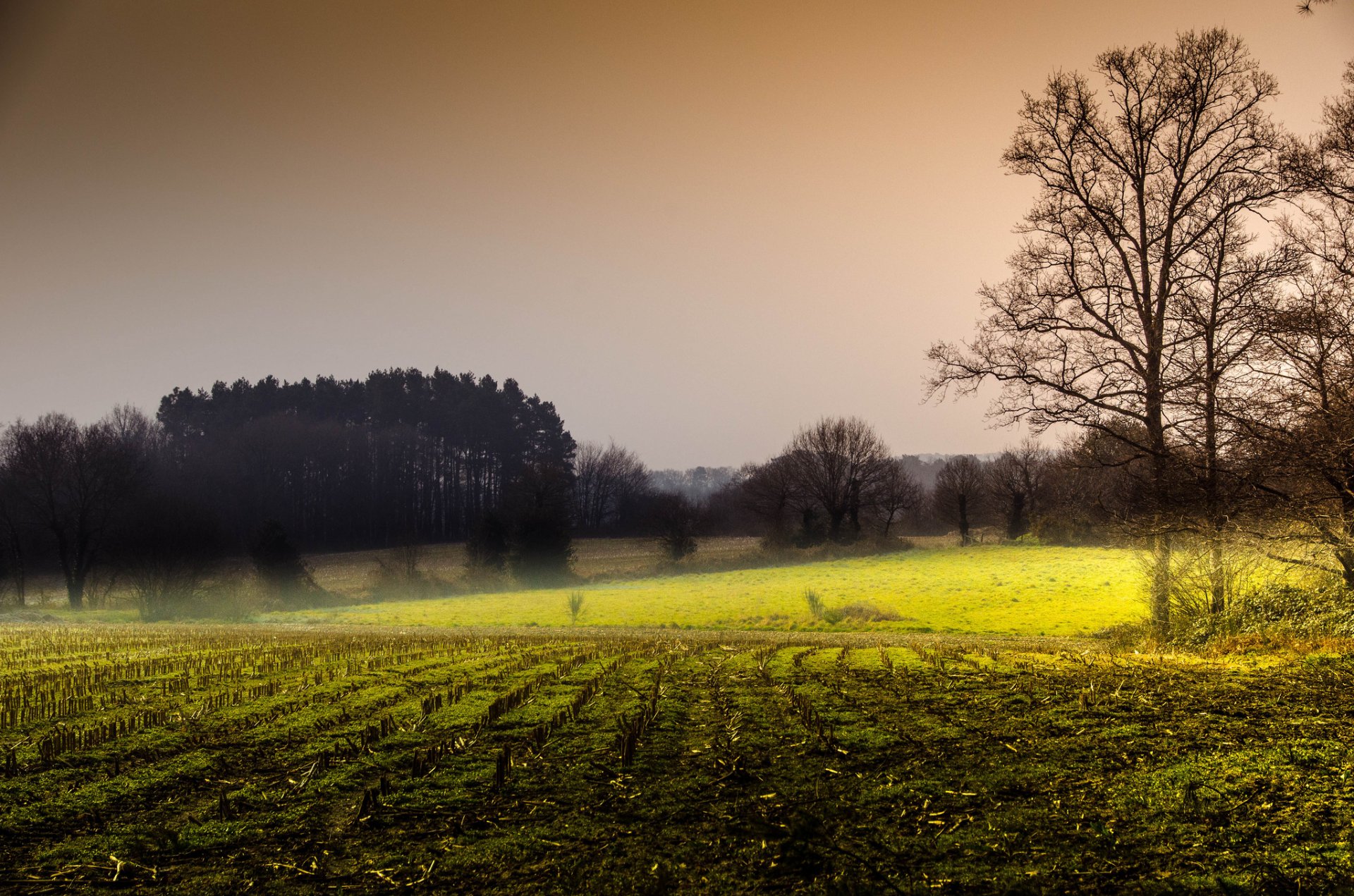 wald feld herbst