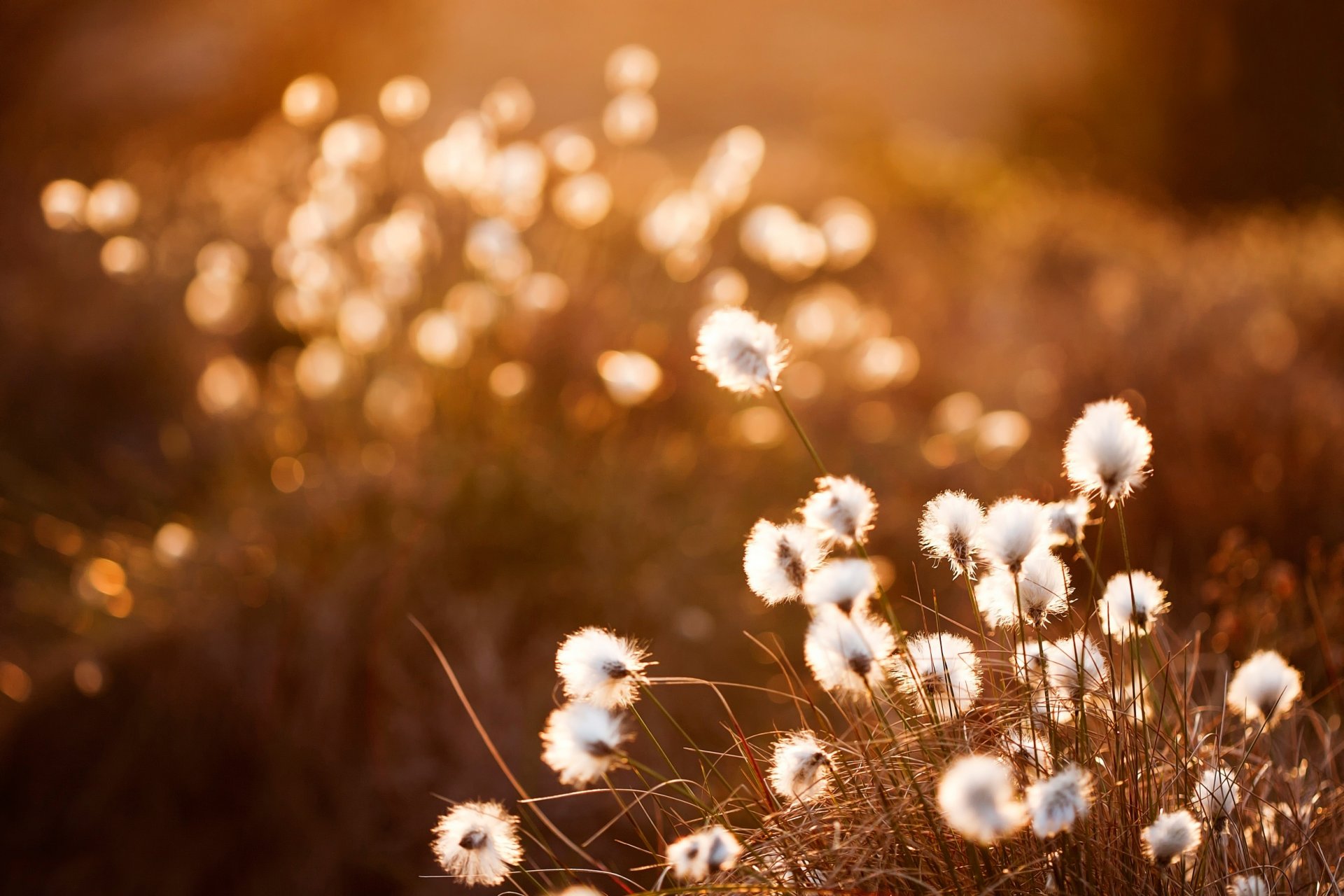 flaumig sonnenuntergang bokeh