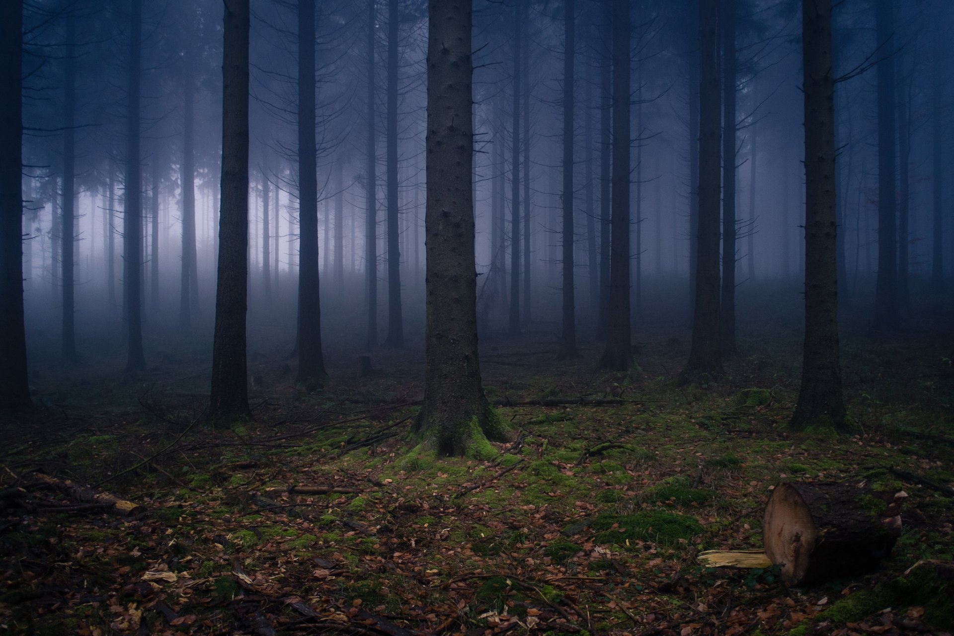 allemagne wilhelmsfeld nature forêt brume