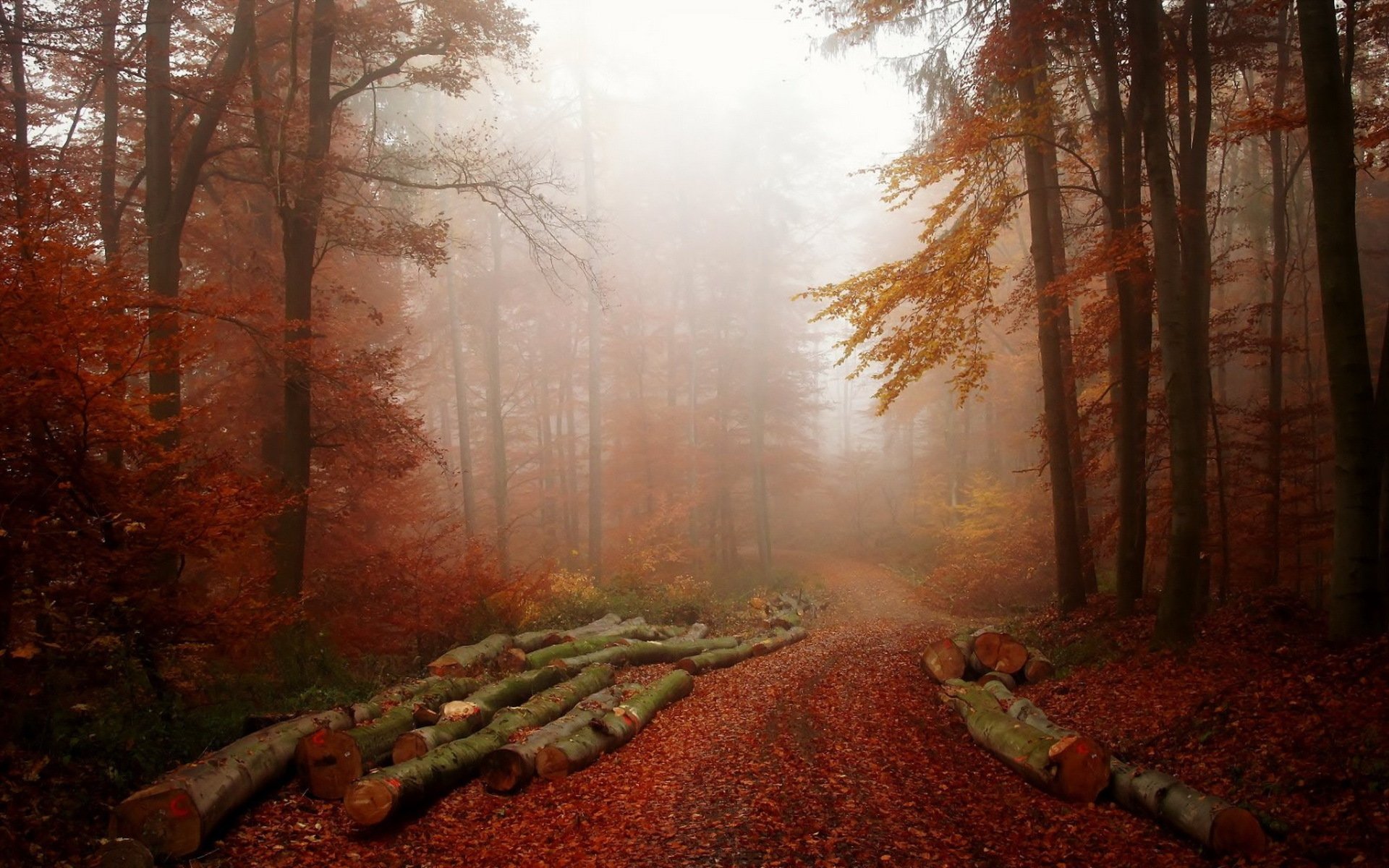 forêt brouillard nature