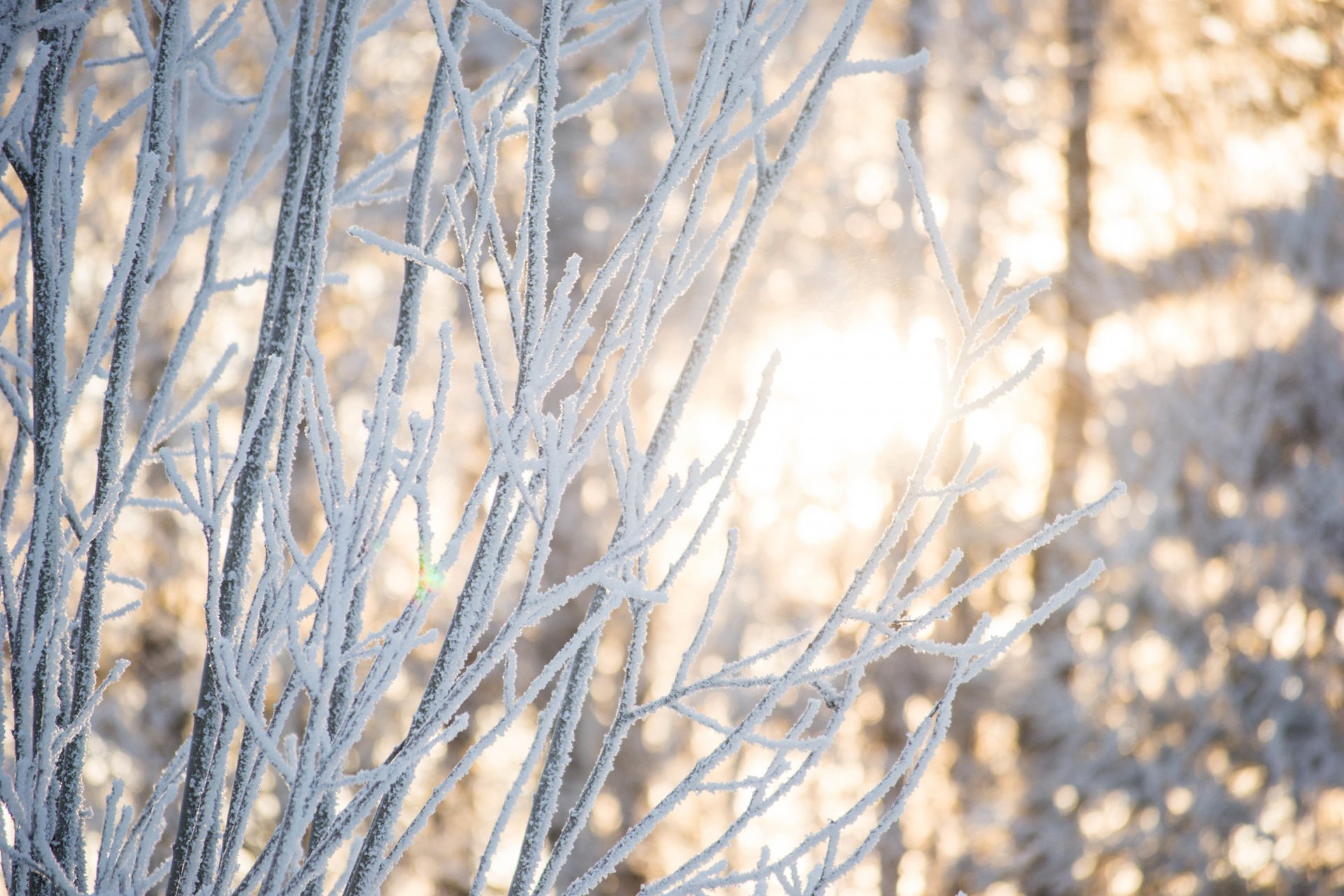 neve inverno bellezza natura foresta alberi luce sole rami morgendorfer