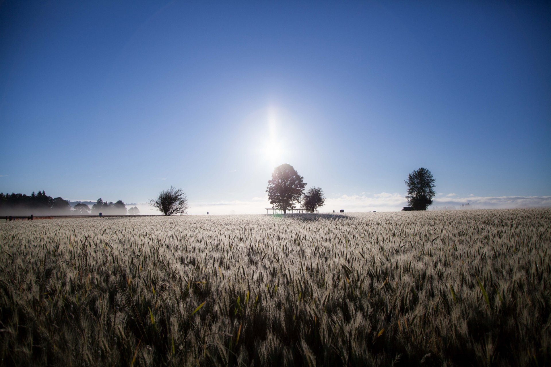 bäume feld nebel ohren morgen