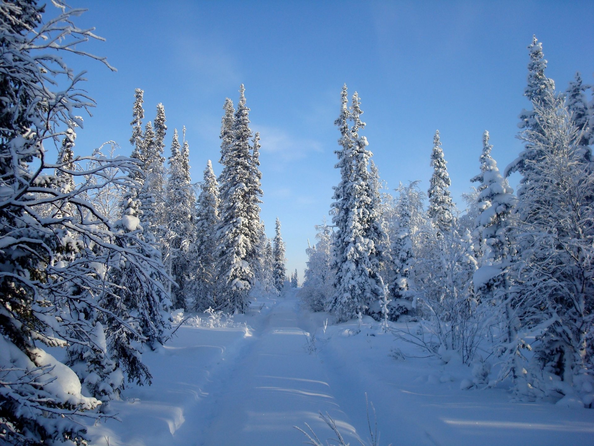 hiver neige ciel arbres route forêt