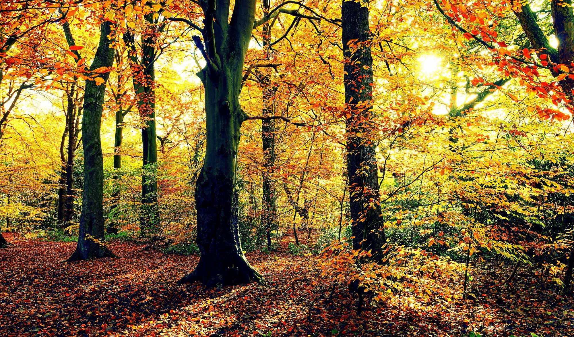 herbst wald bäume laub sonne