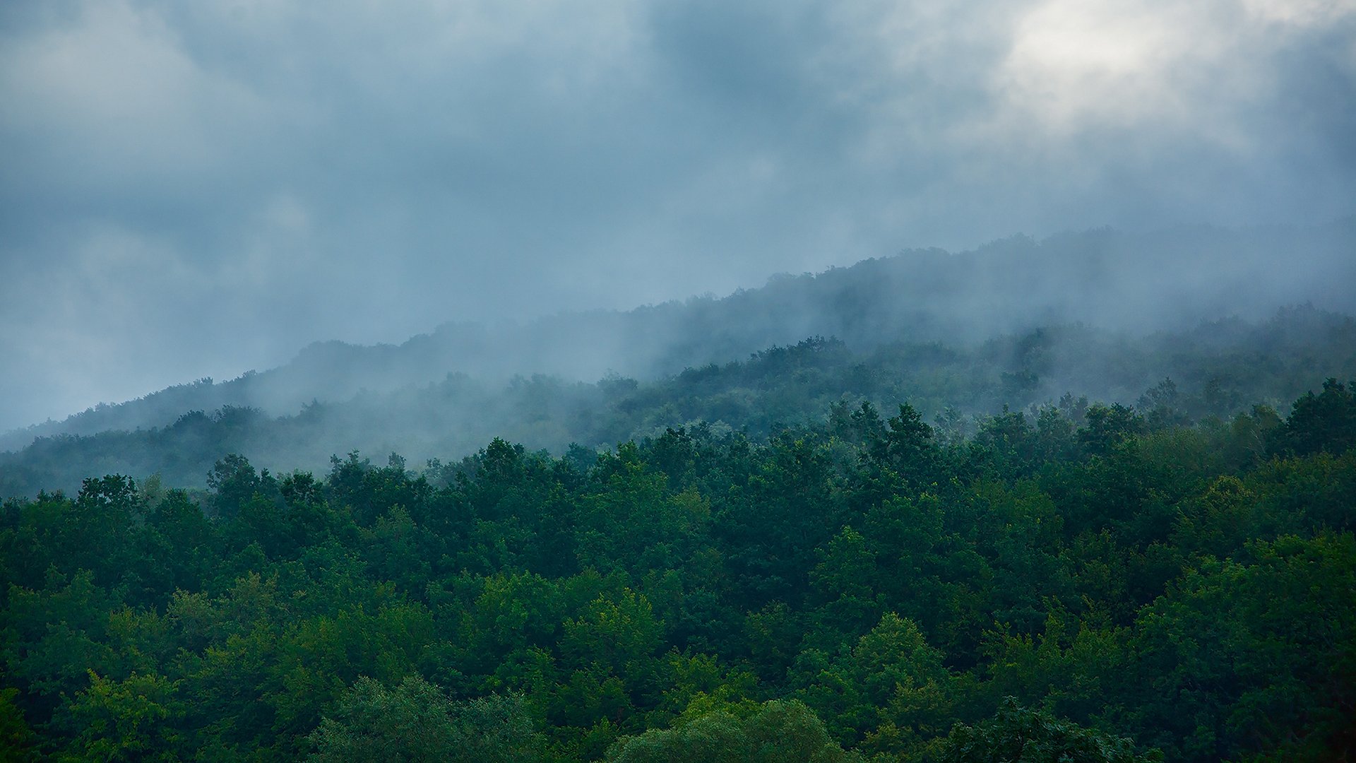 nature arbres forêt brouillard verdure vert ukraine montagnes brume pente colline collines nuages bleu brumeux montagne matin matin