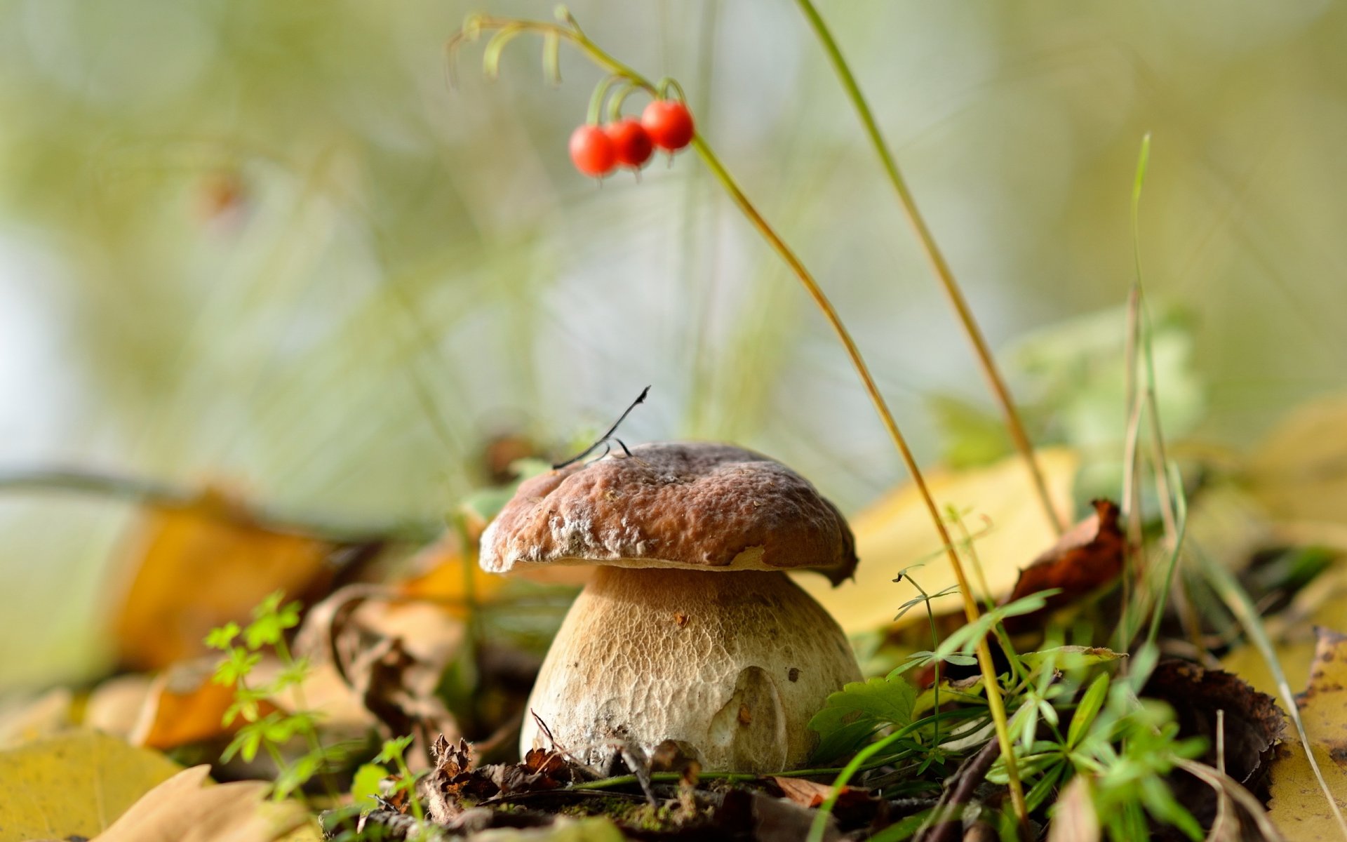 borowik grzyby las liście jesień natura wrzesień