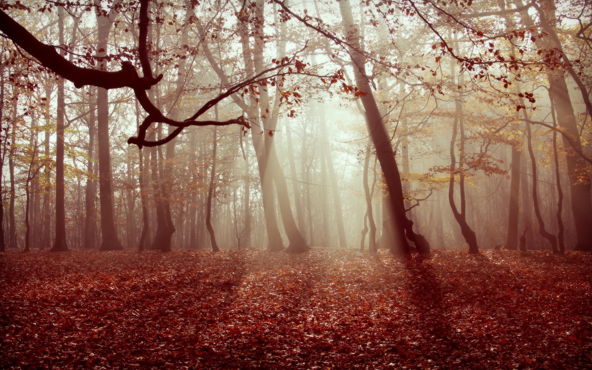 automne forêt brouillard feuilles nature