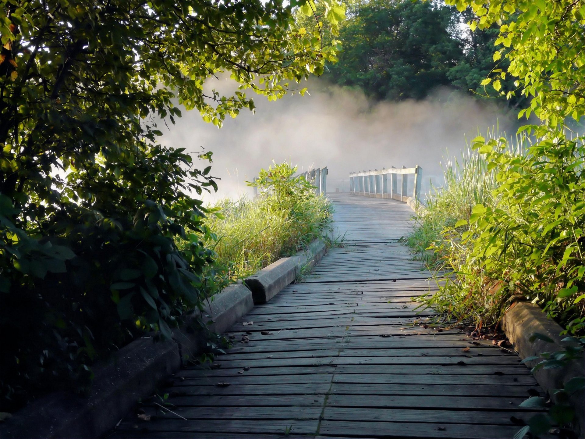 alberi nebbia sentiero natura