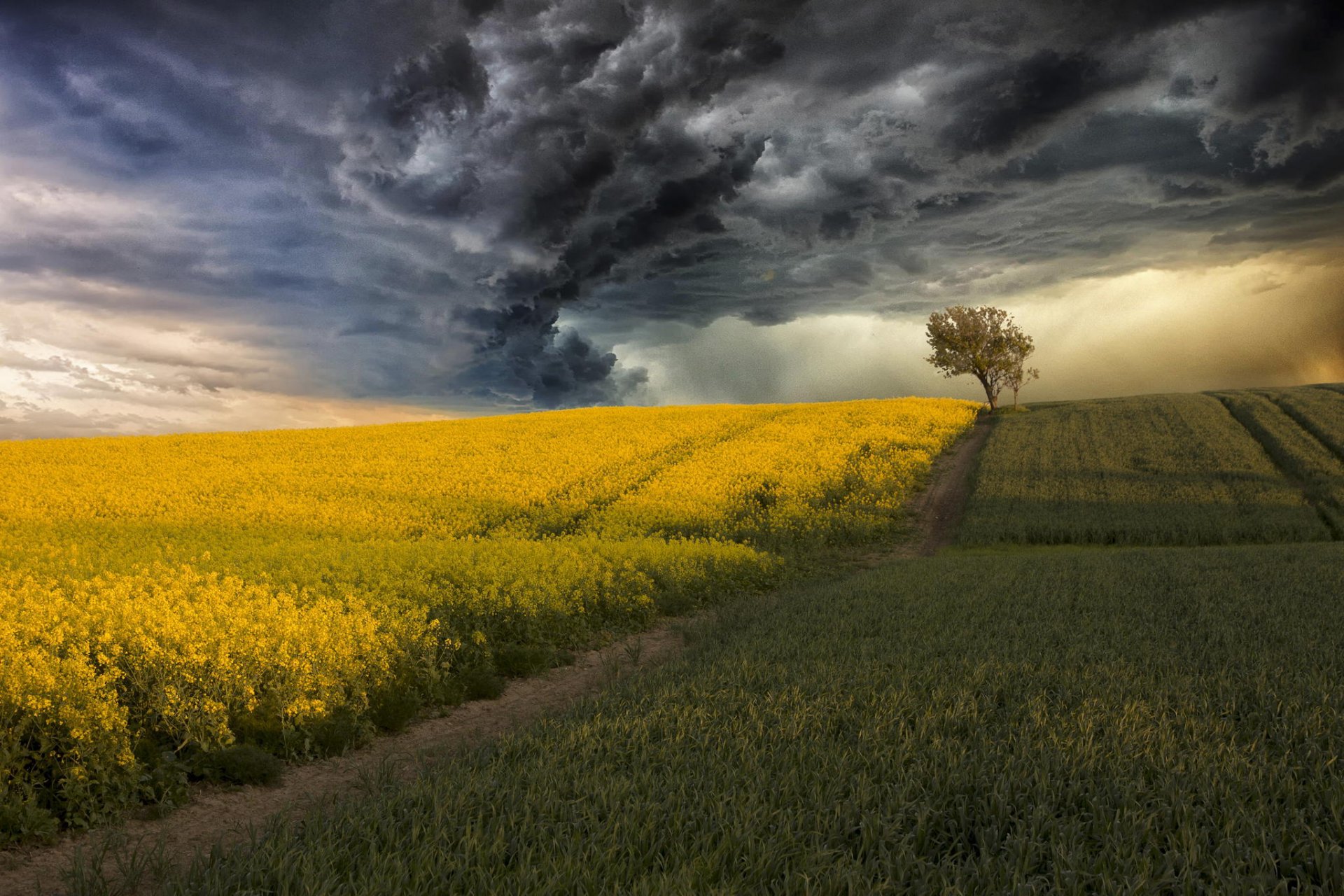 champ colza maïs orage nuages arbre