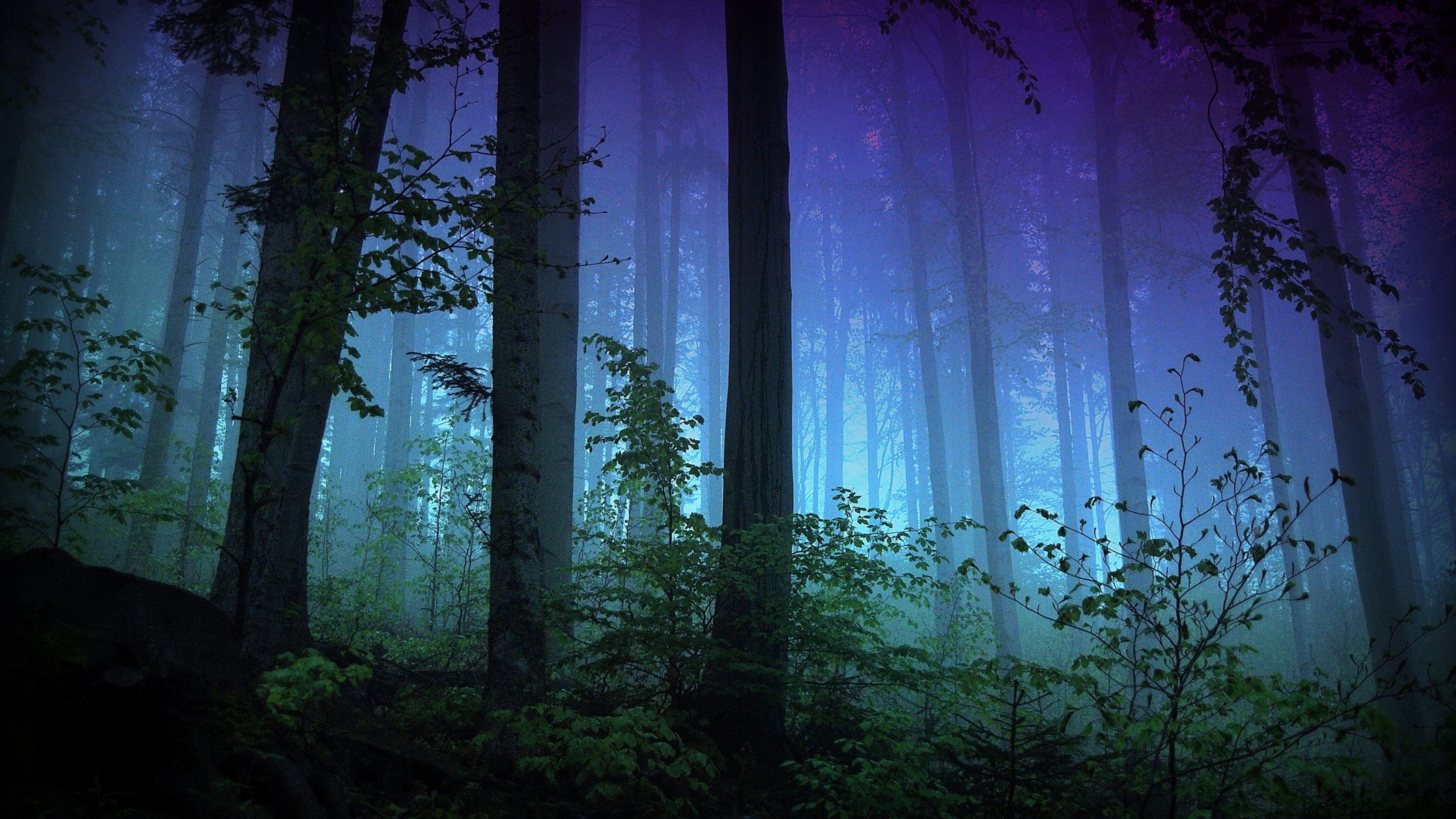 wald bäume büsche abend nacht licht zweige nebel