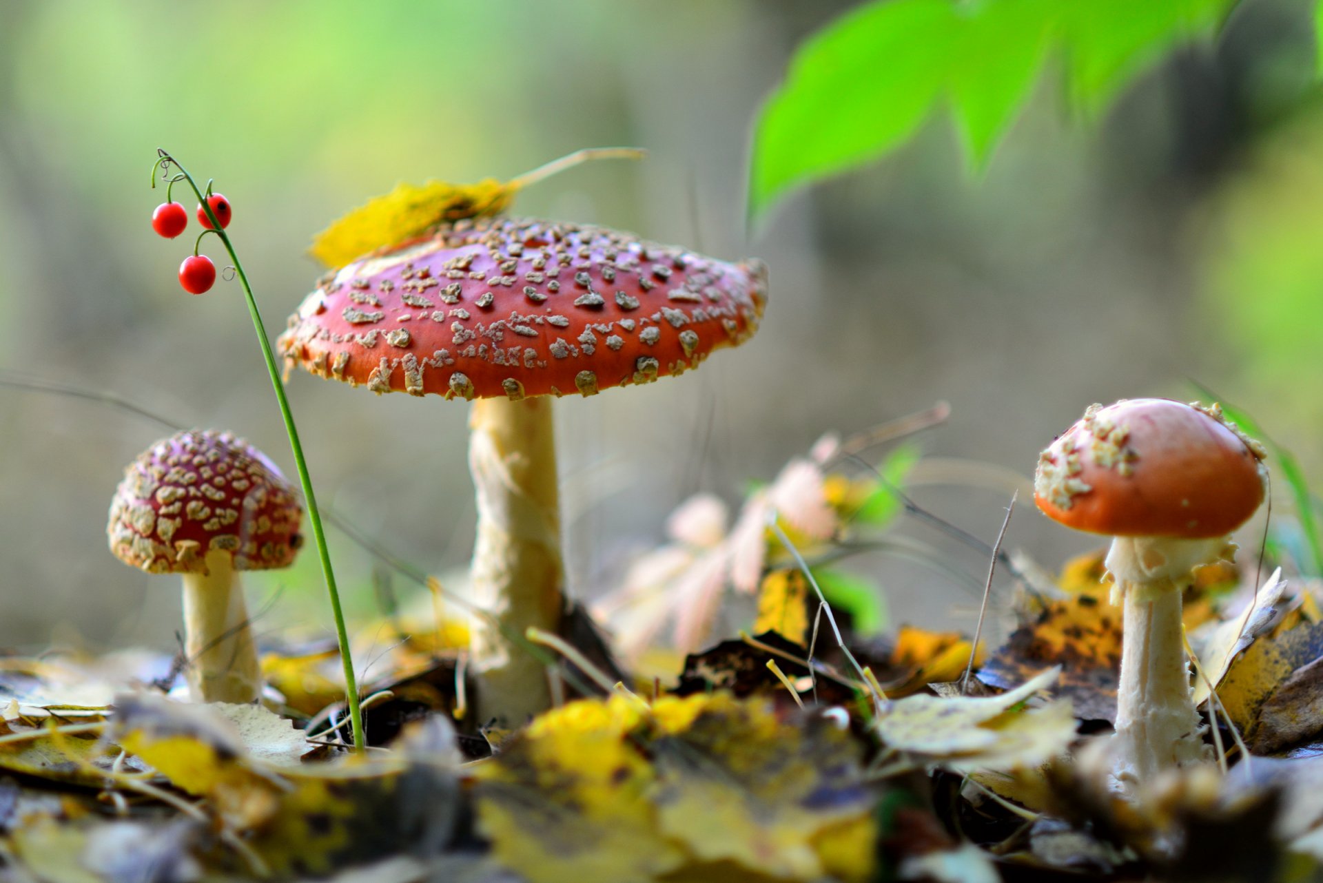 nature forêt champignons agaric trio automne feuilles baies muguet