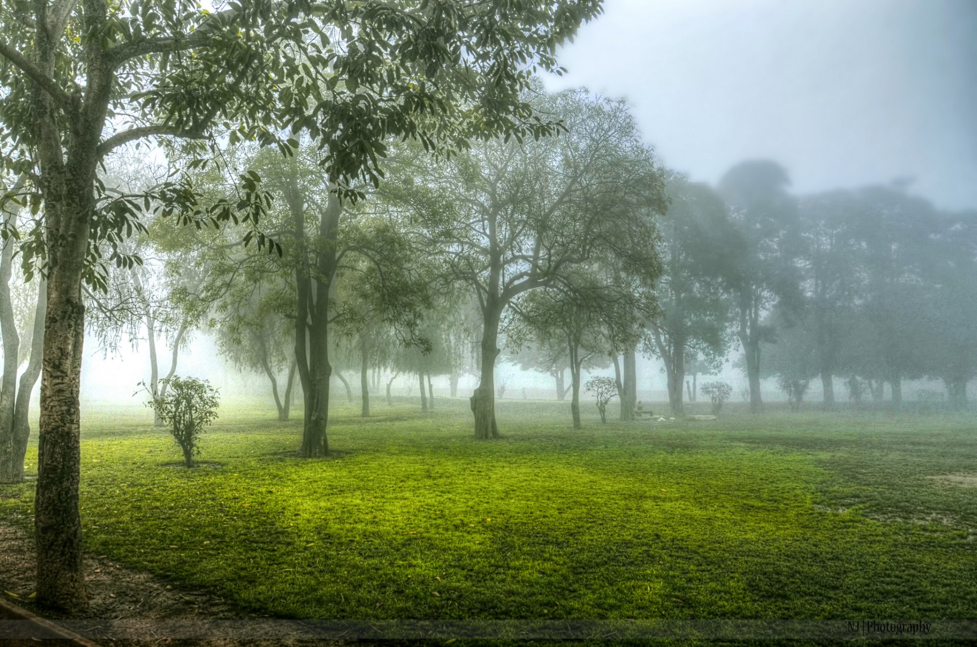 árboles mañana niebla