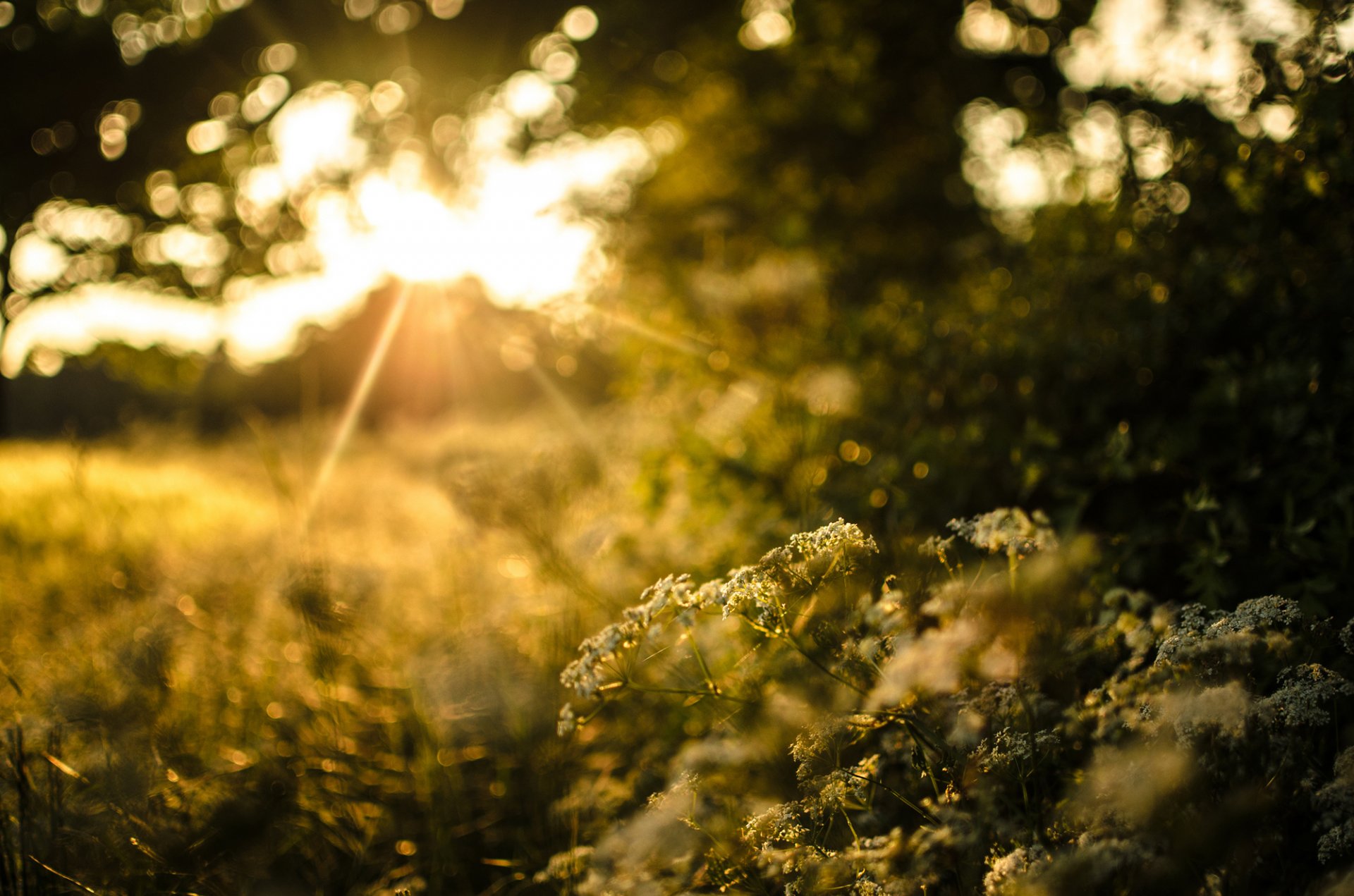 natura erba piante alberi cespugli verde sole luce tramonto sera bokeh sfocatura