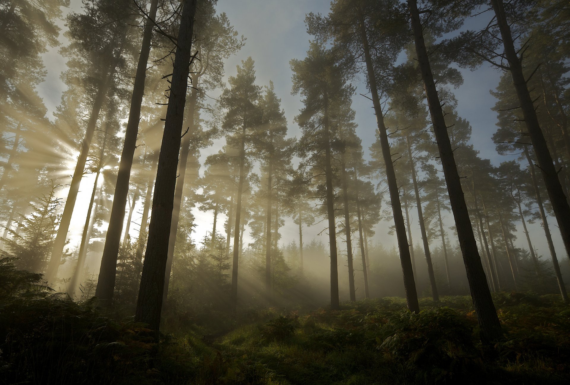 las światło słońce drzewa natura