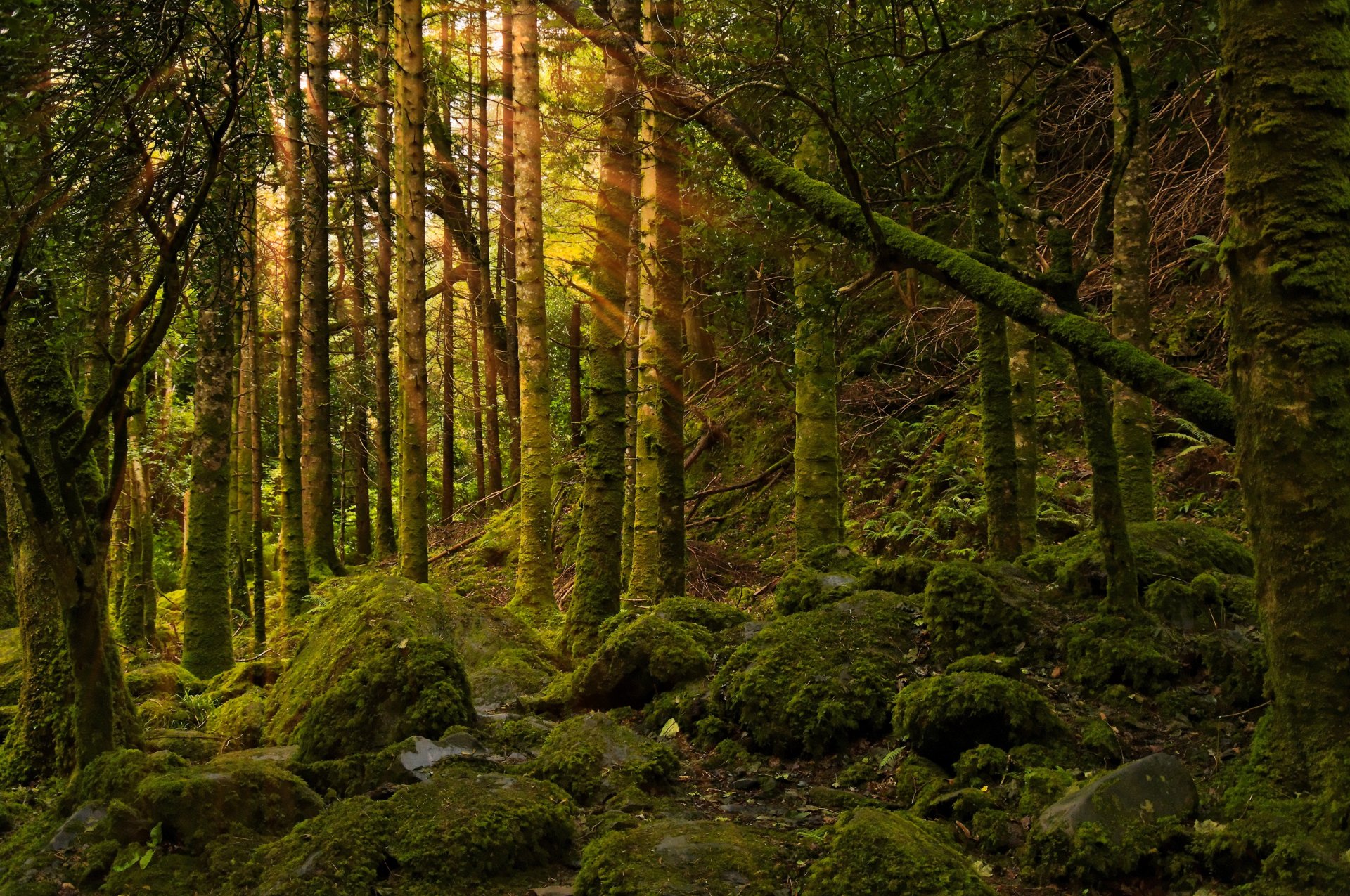 bosque luz piedras musgo naturaleza