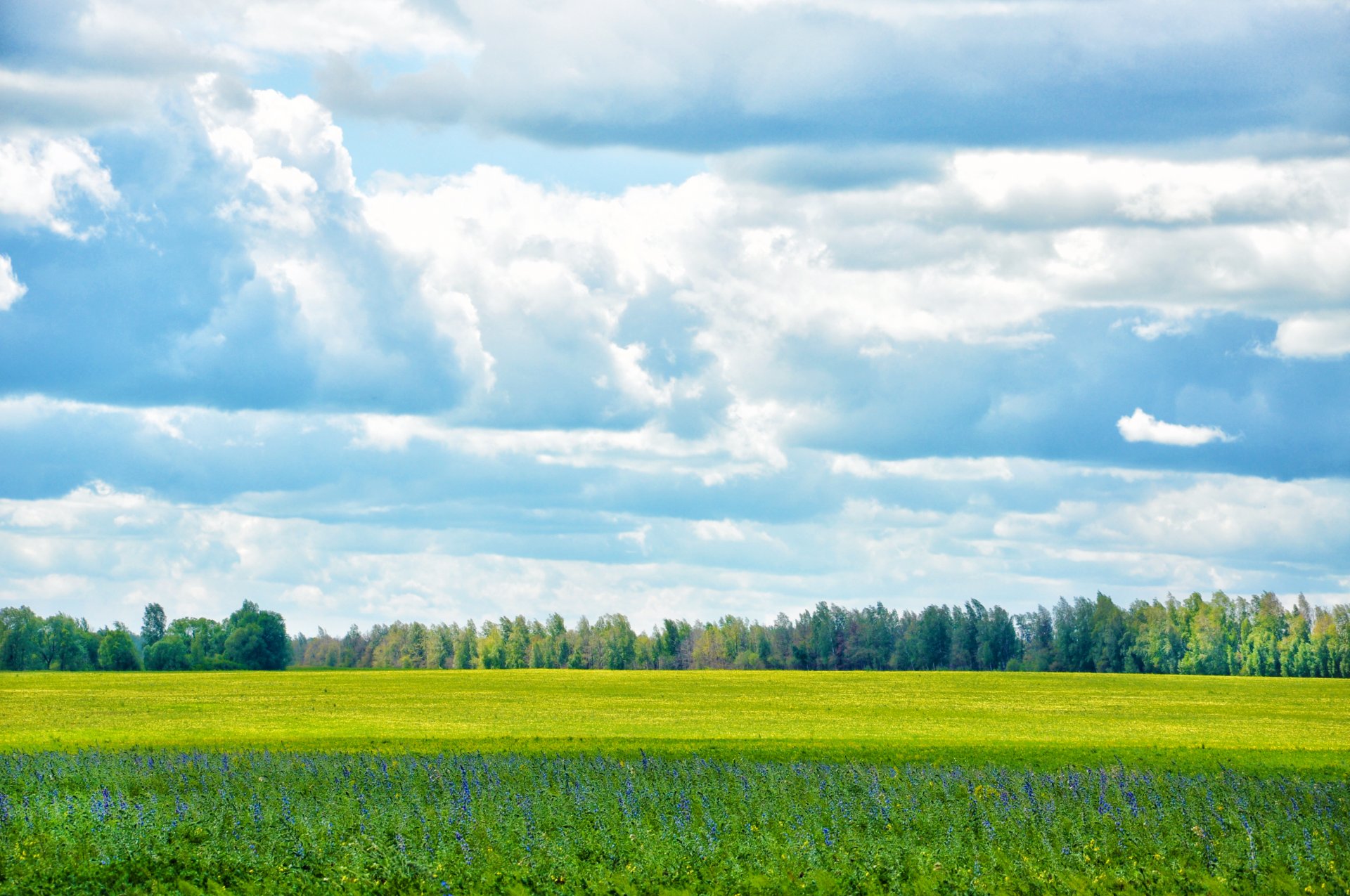 natura łąka niebo chmury las