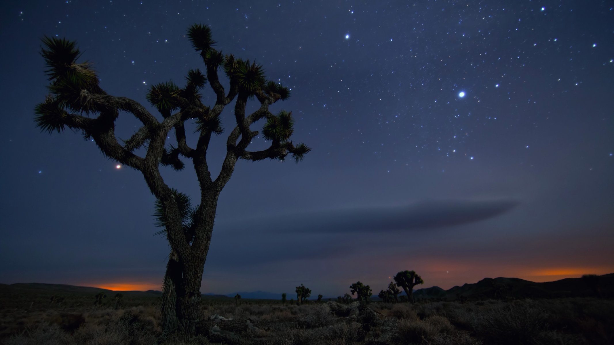 joshua tree national park california deserto sabbia albero messico stati uniti notte