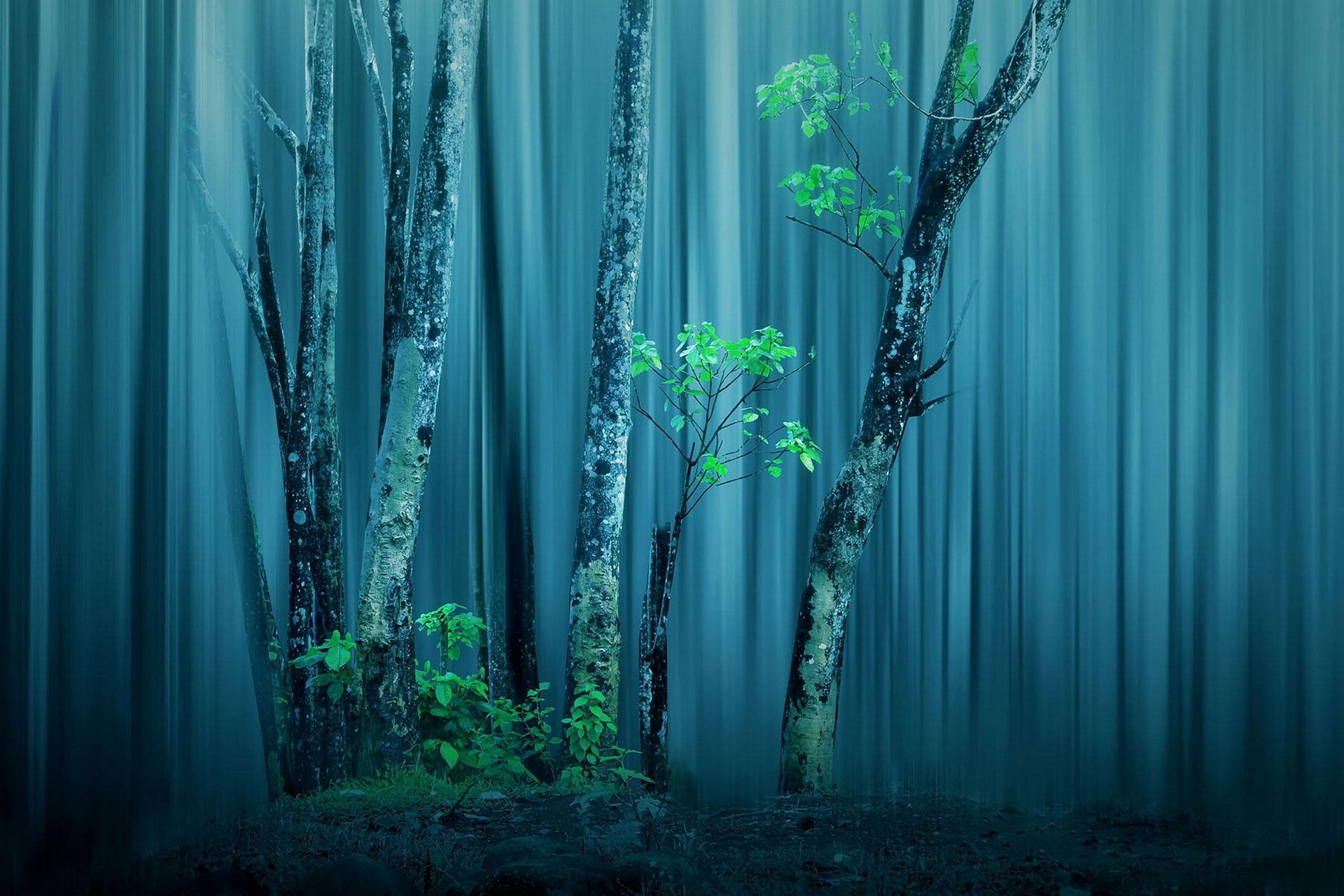 forêt arbres traitement