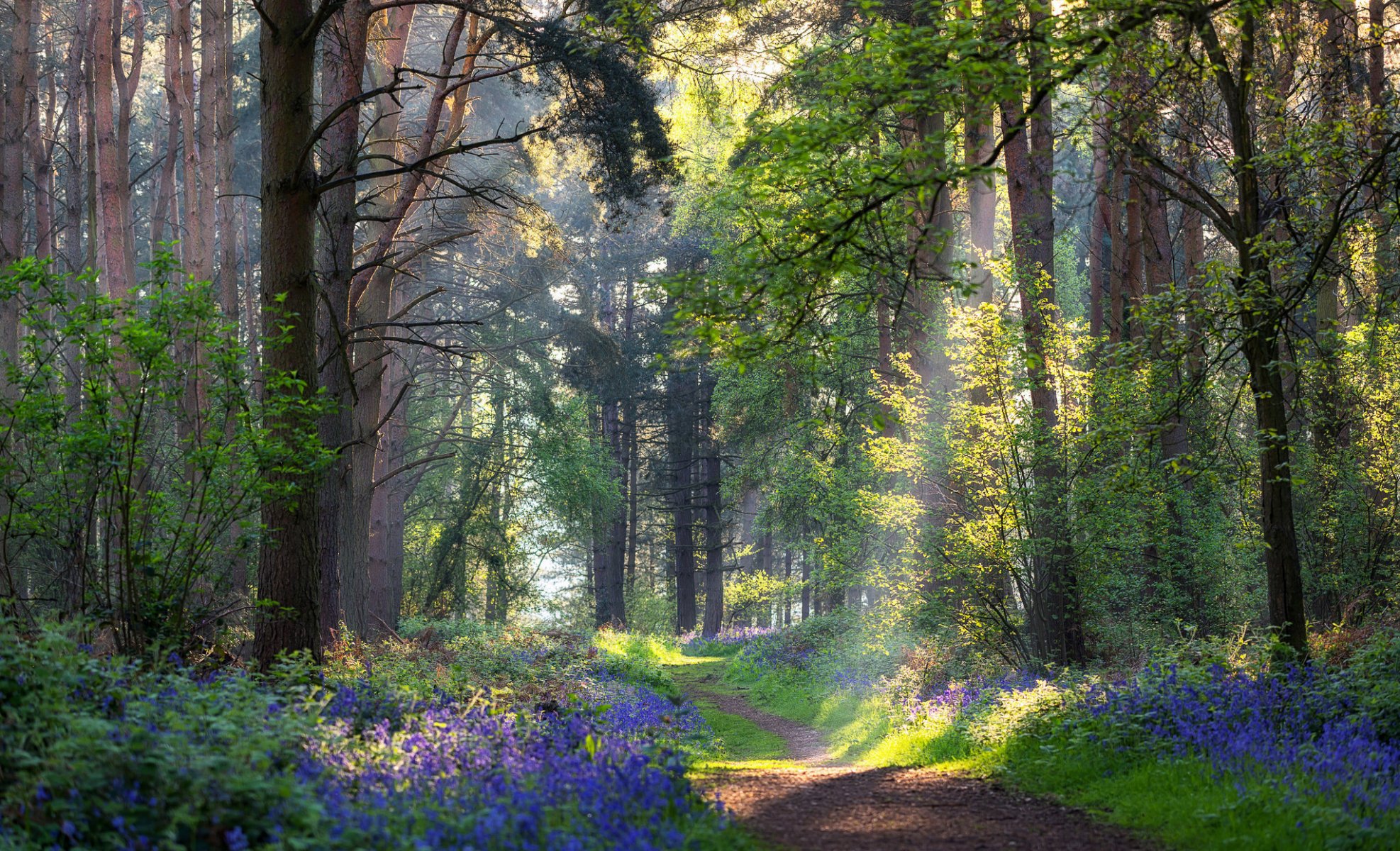 forêt chemin fleurs été