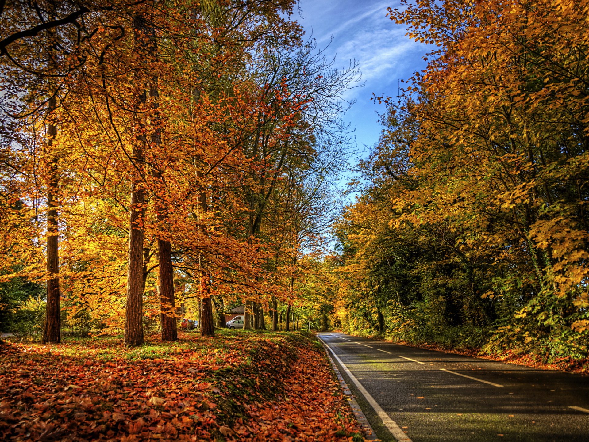 autumn road leaves nature photo