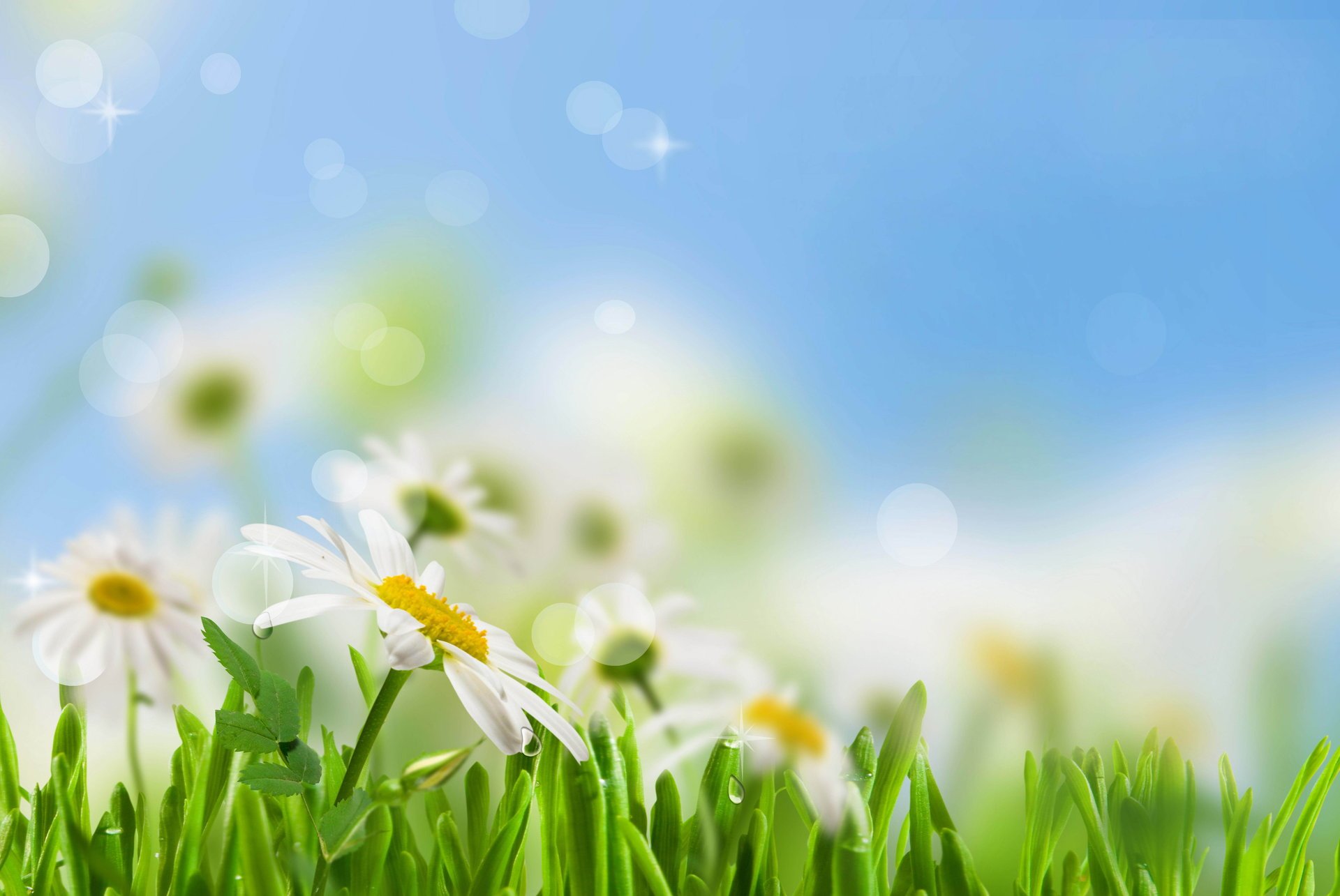 camomile white leaves green grass flowers water drops dew sky spring freshness beauty blur chamomile flower rosa