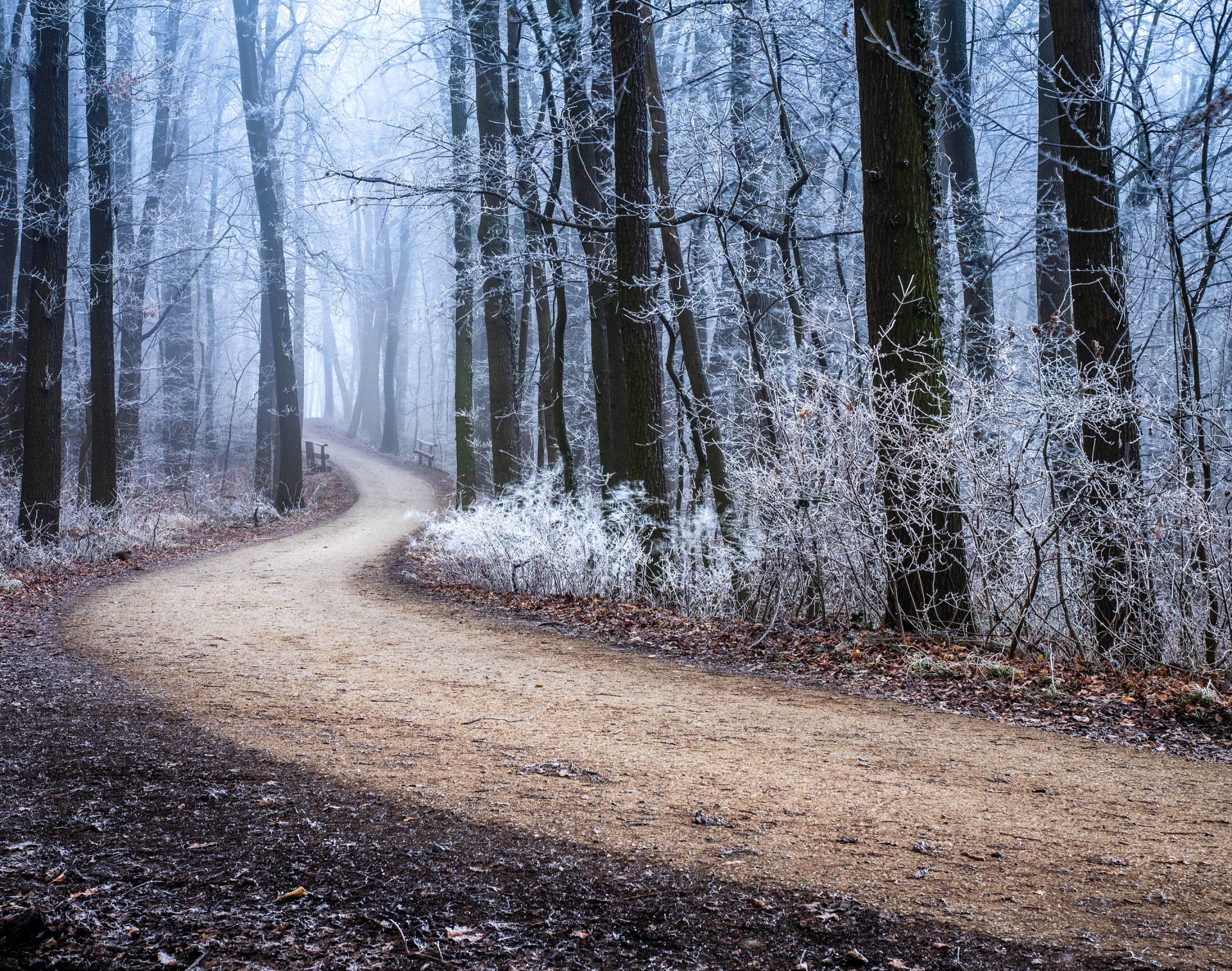 forêt arbres route automne givre