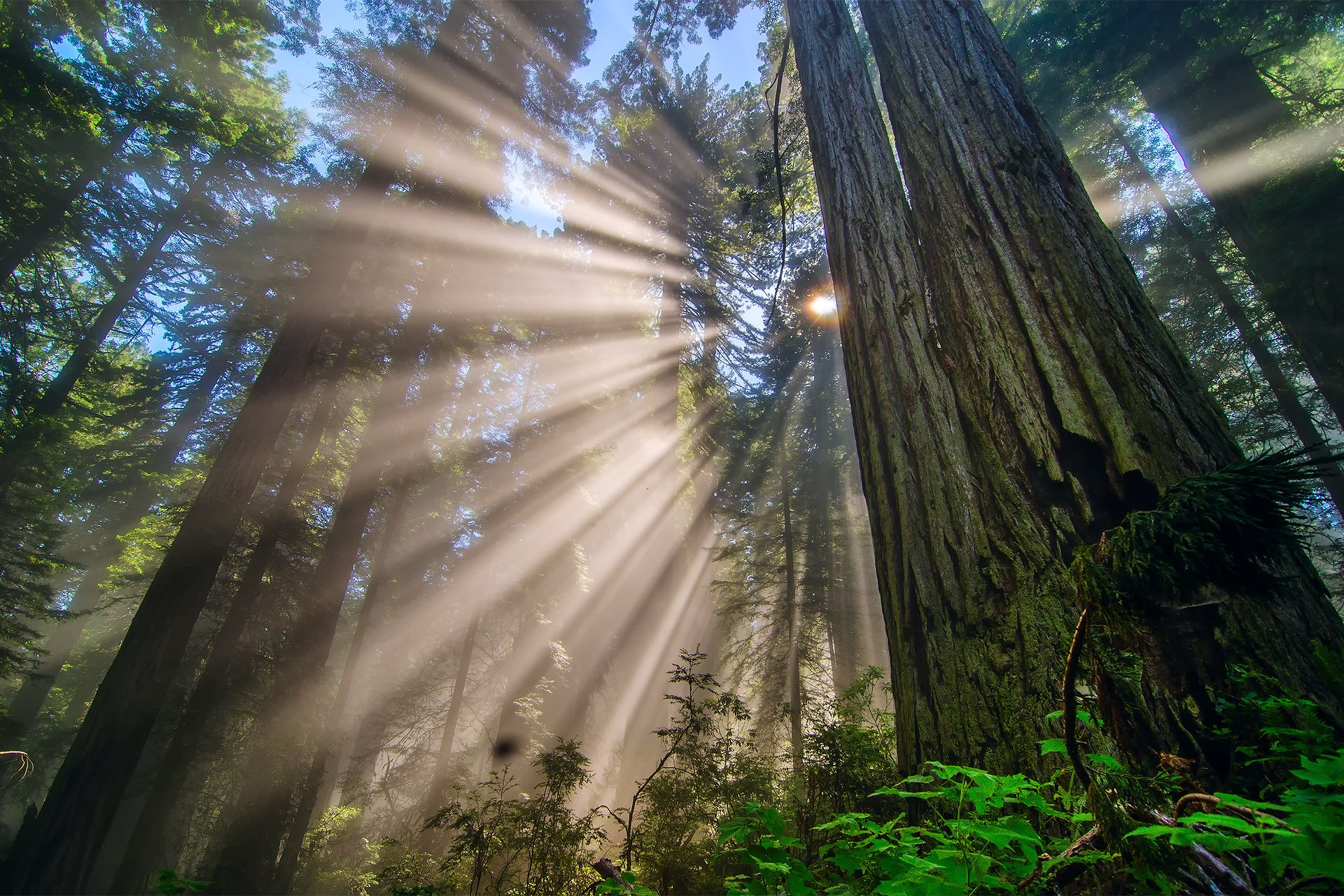 natura stati uniti california redwood national park foresta alberi rami luce raggi sole