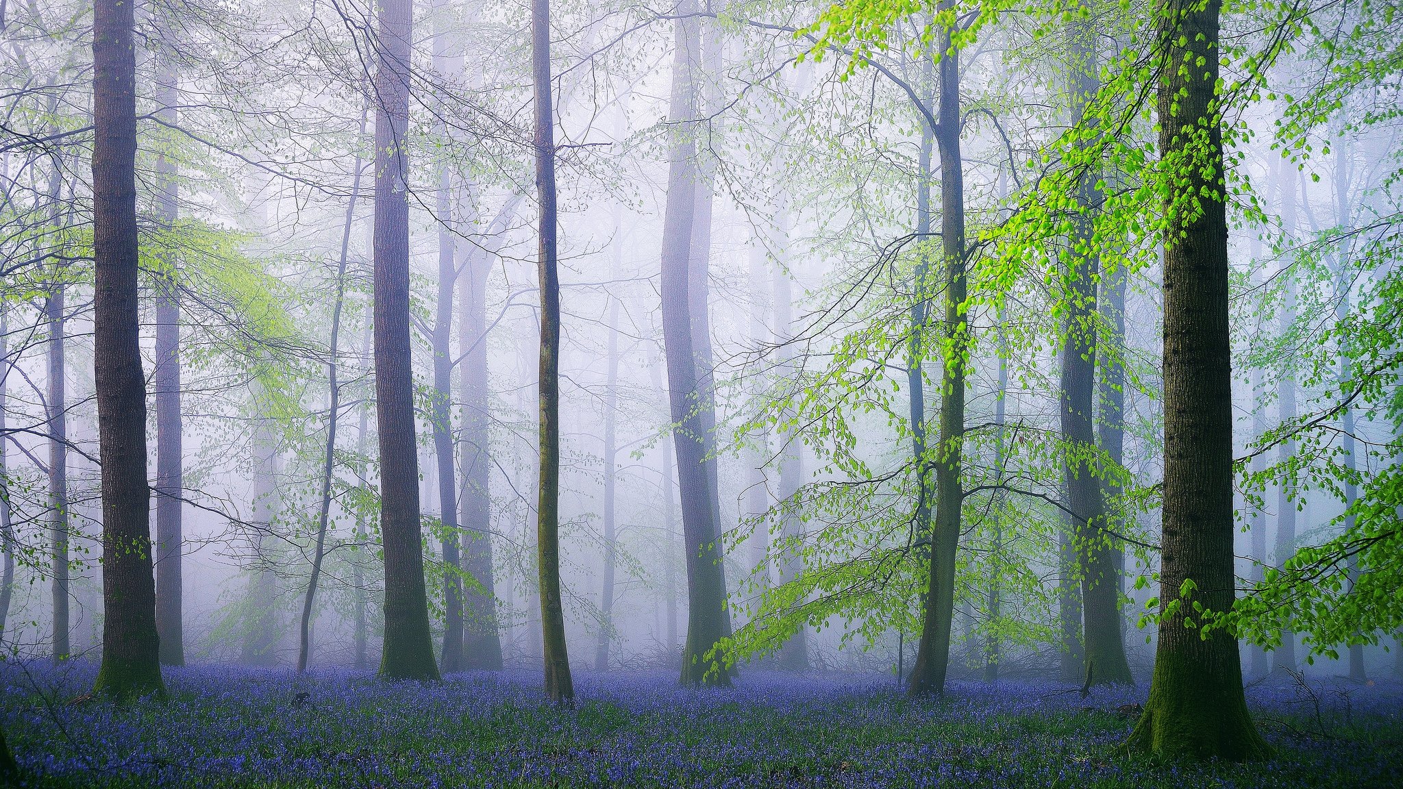 nature angleterre forêt fleurs printemps