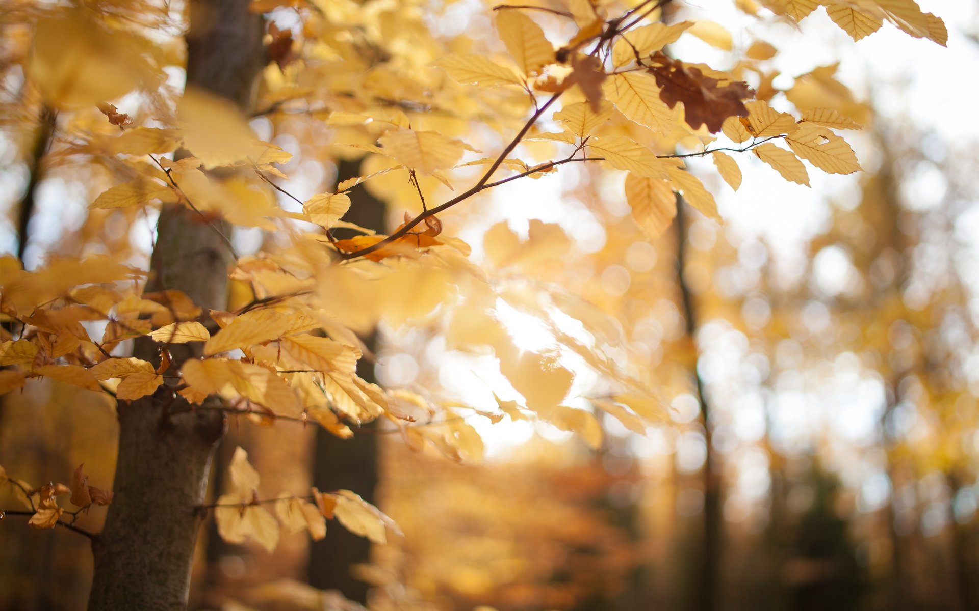 autunno foresta parco giallo foglie alberi macro natura