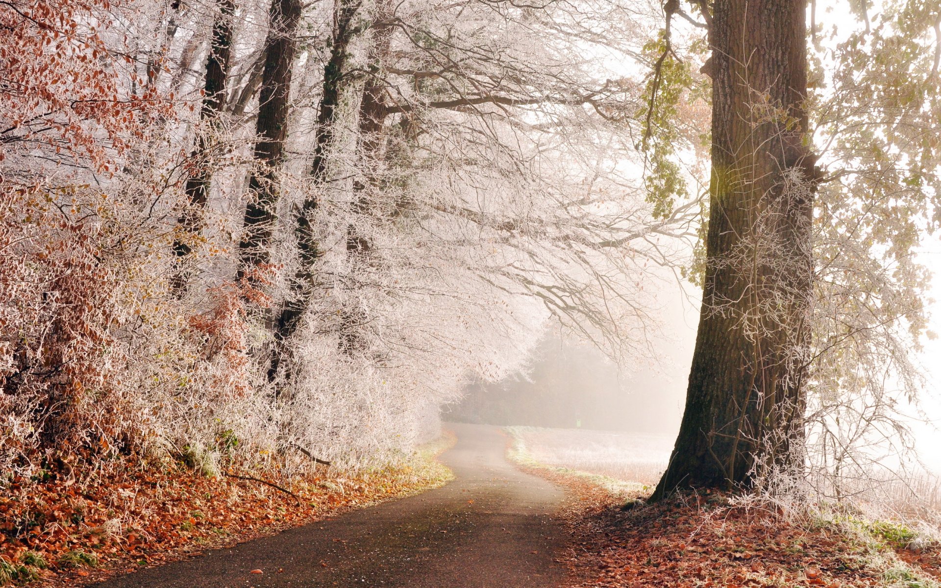 road tree frost