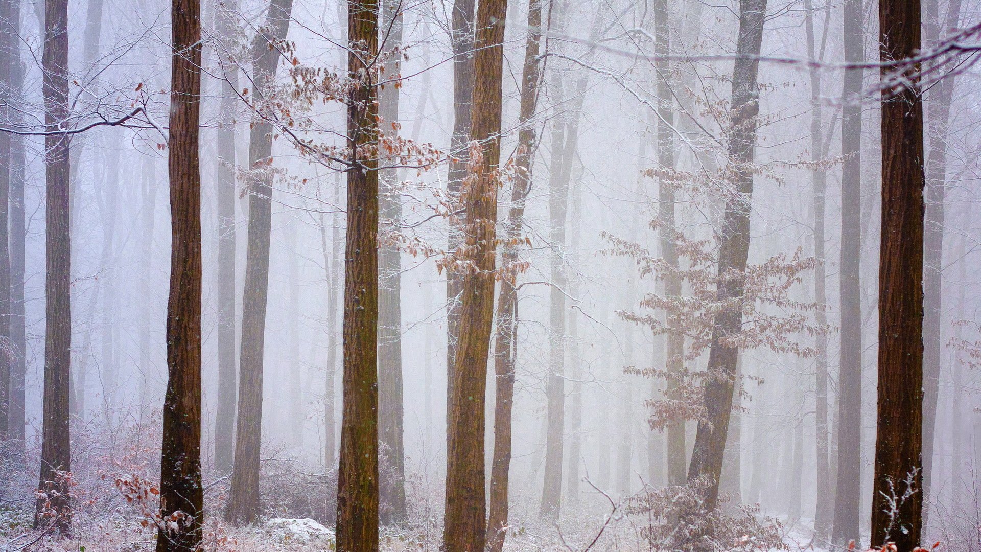 forêt neige givre hiver