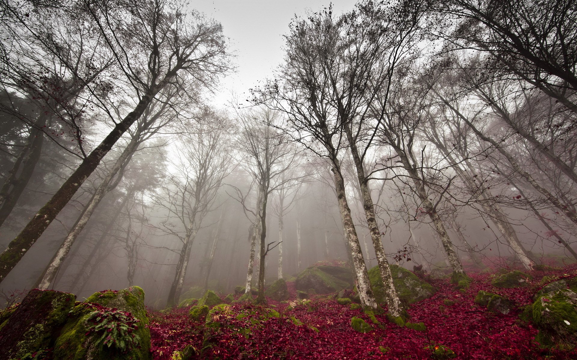 foresta nebbia autunno natura