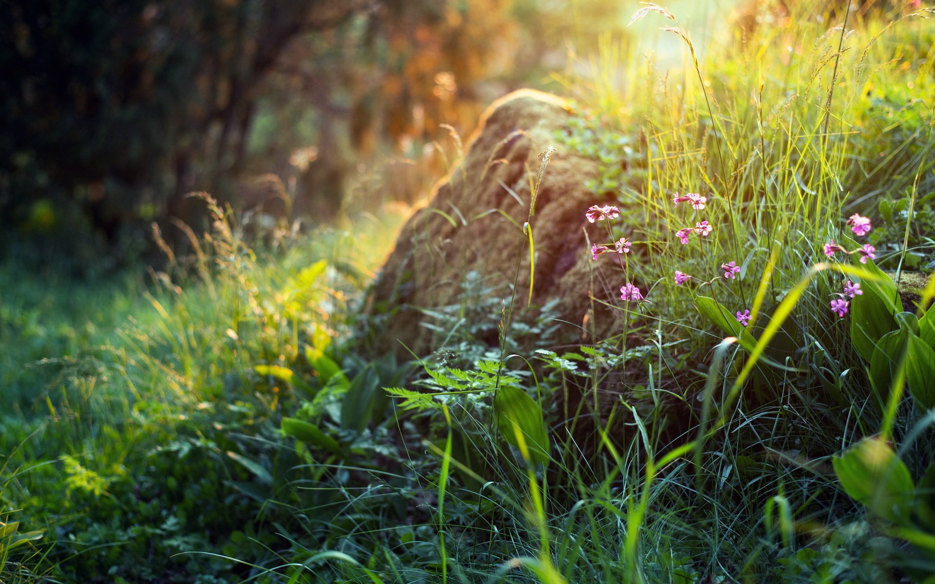 blumen natur sommer licht