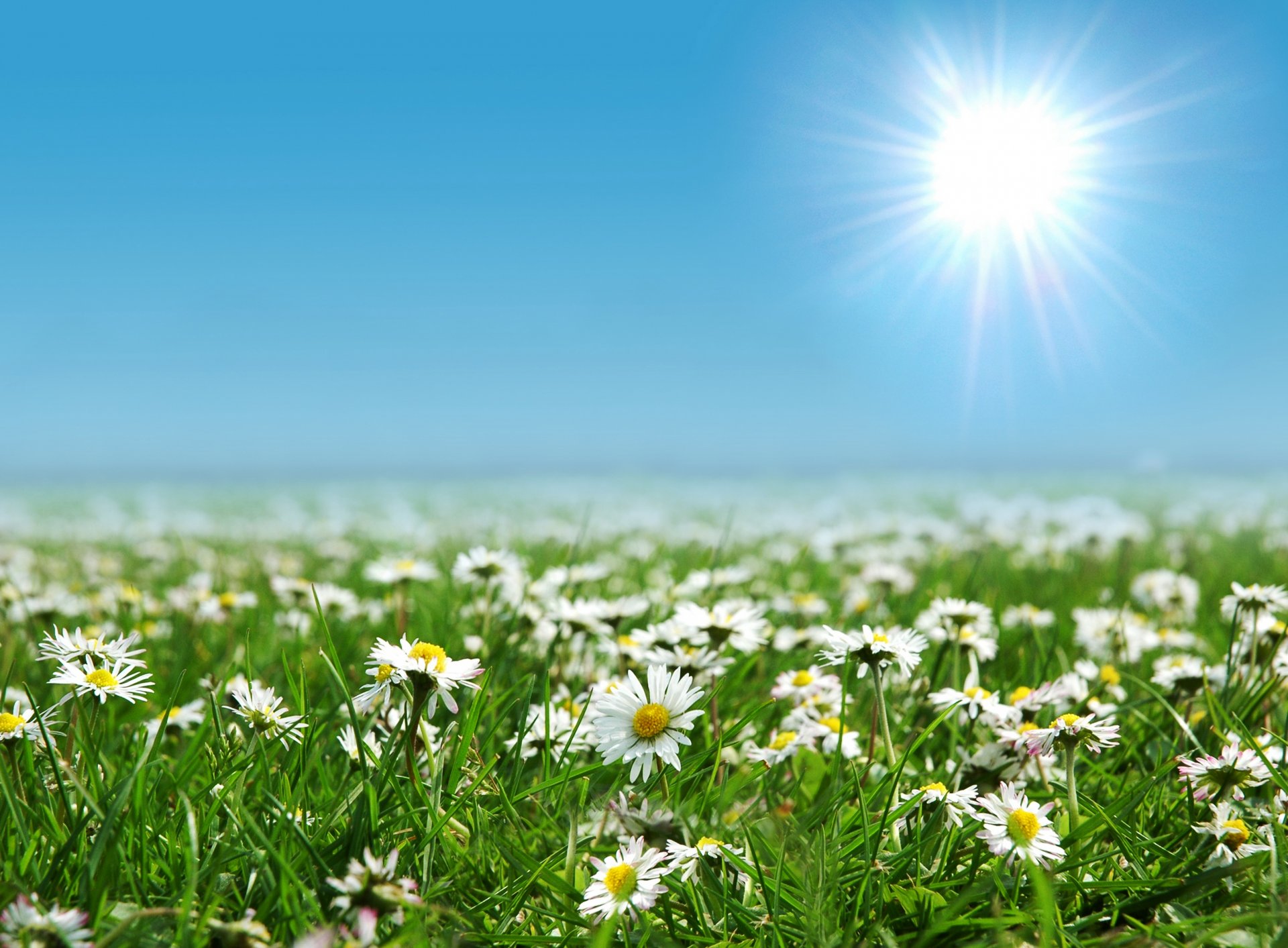 feld gänseblümchen himmel blau sonne