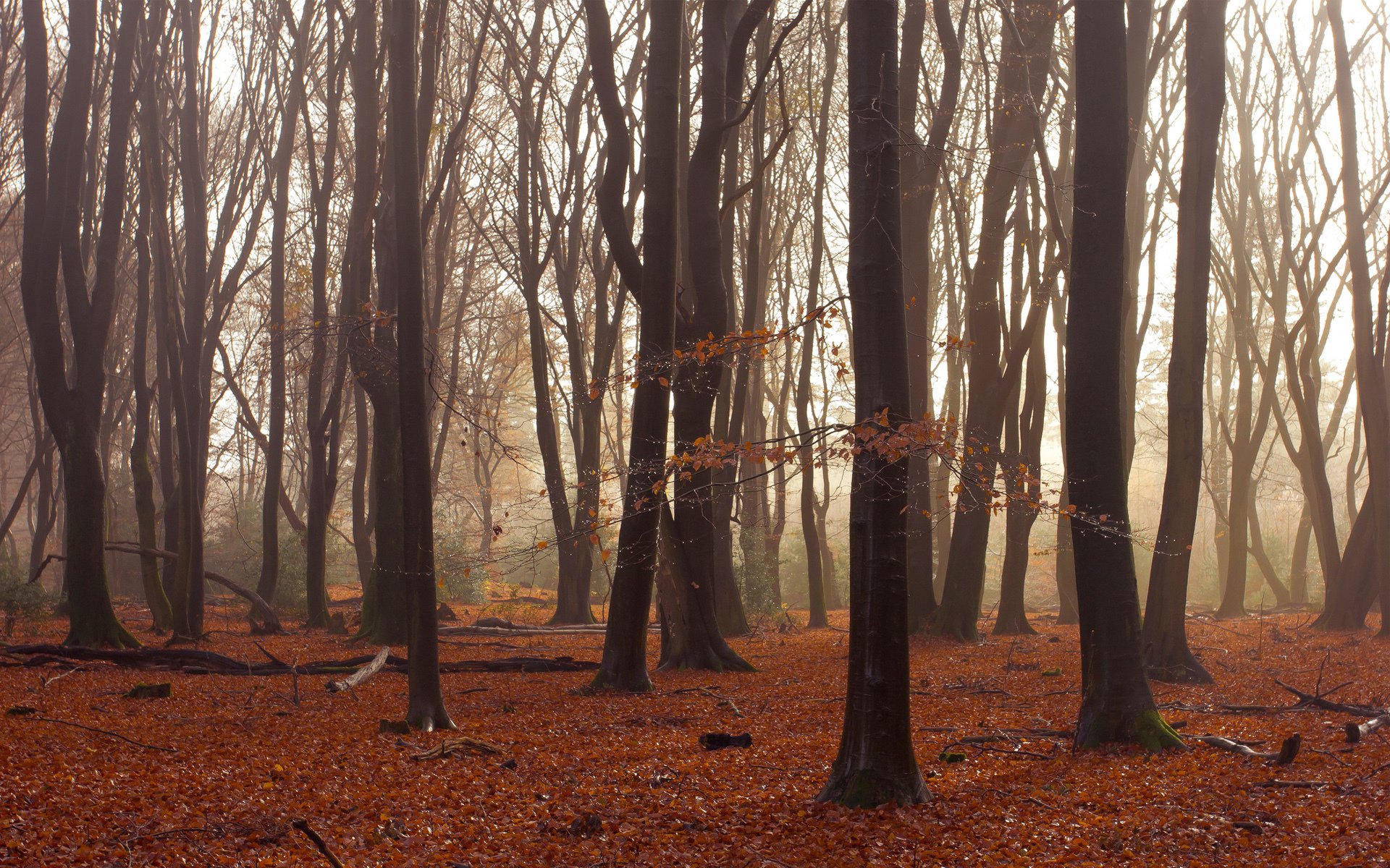 arbres forêt automne feuilles