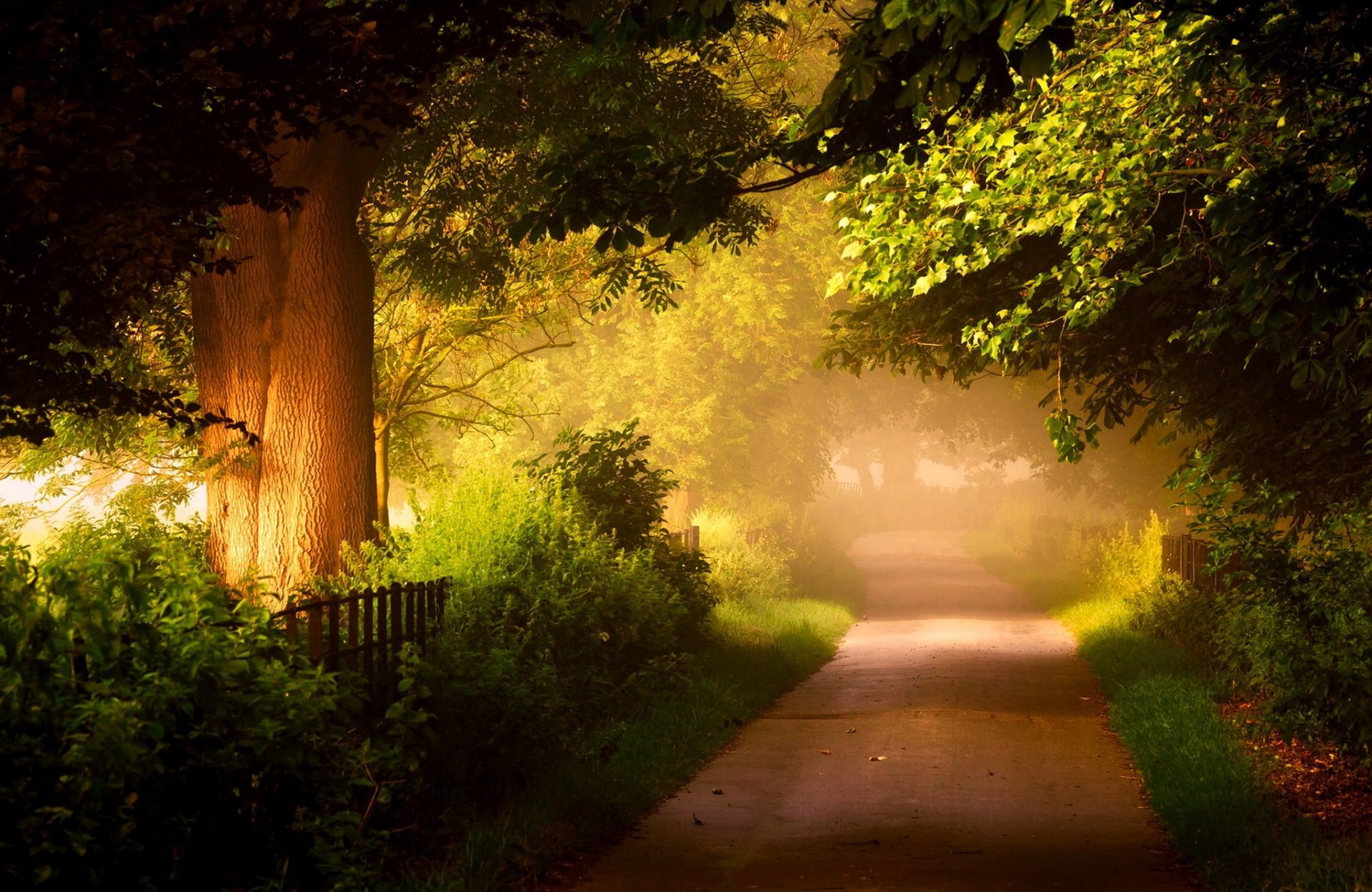 natura foresta alberi foglie colorato strada passeggiata