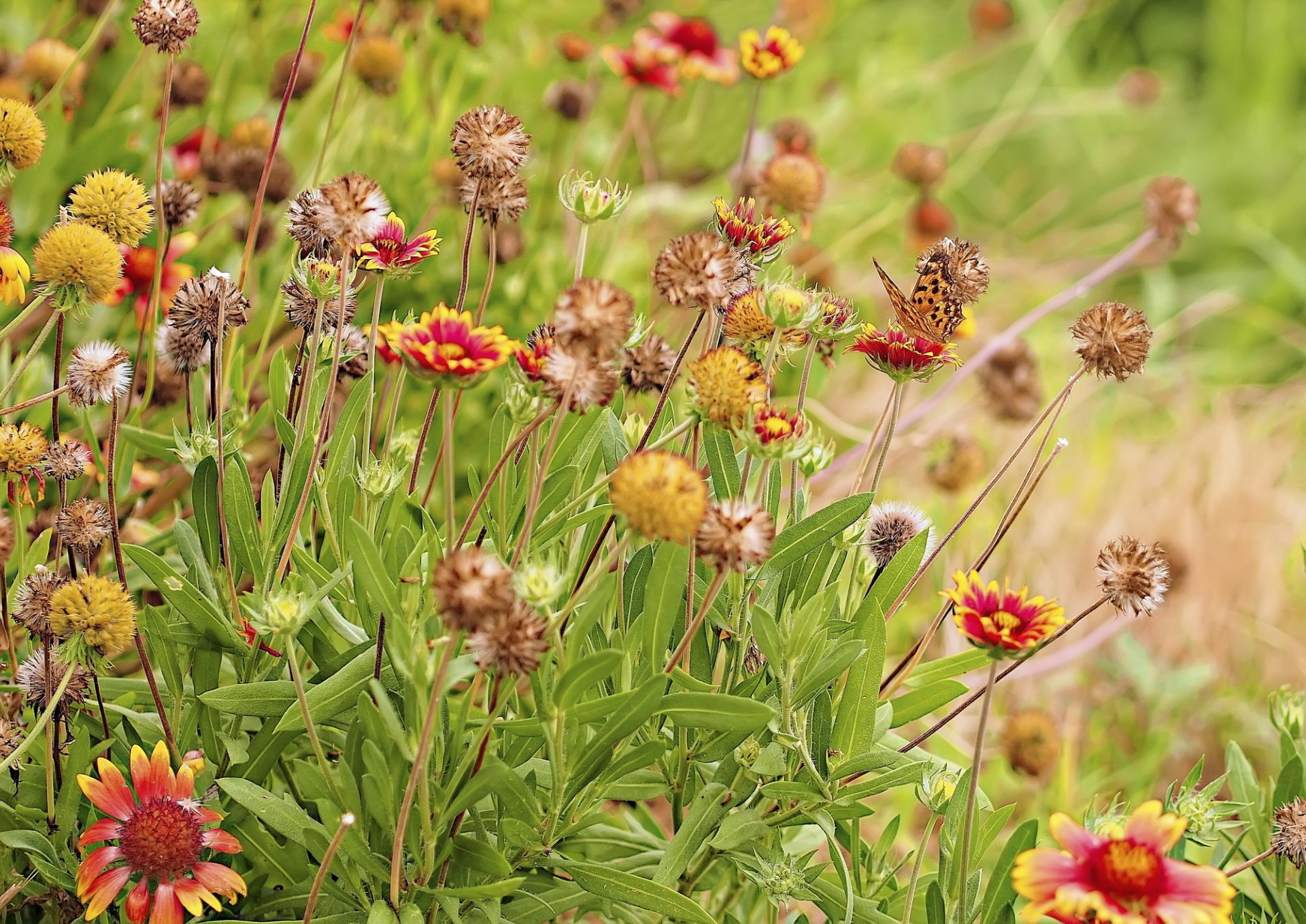 gras blumen samen schmetterling sommer