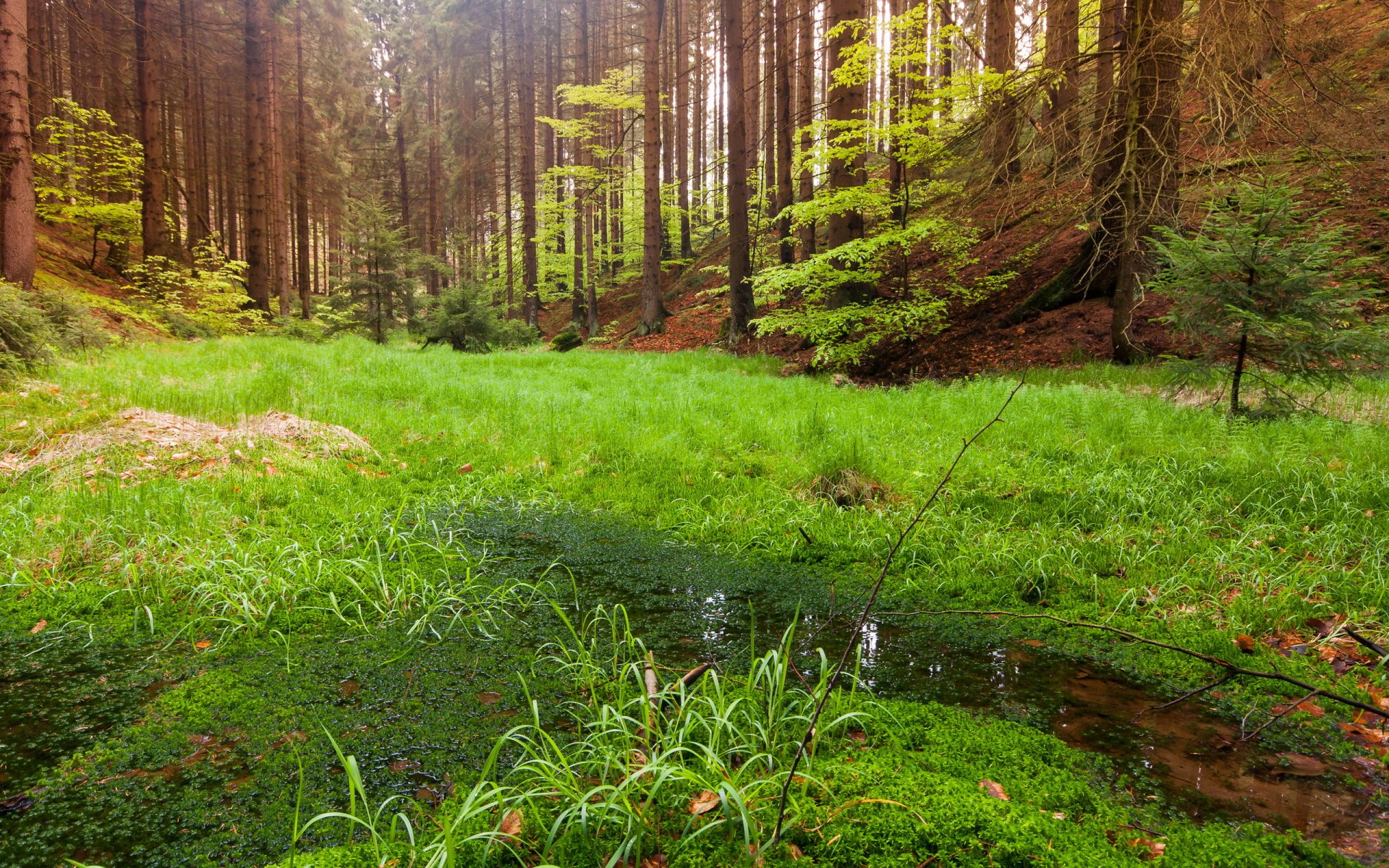 forest nature landscape