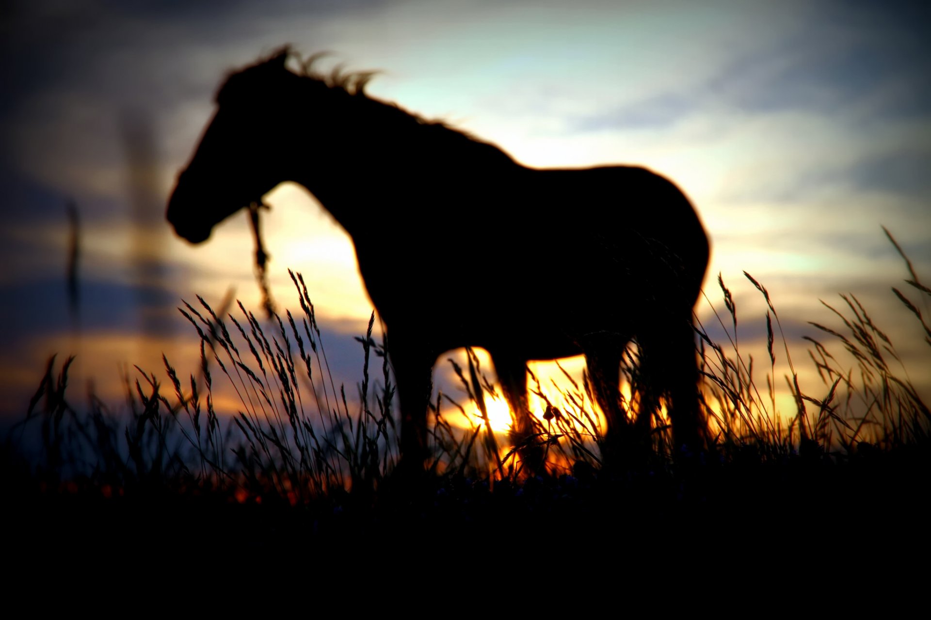 horse silhouette sunset sun blur