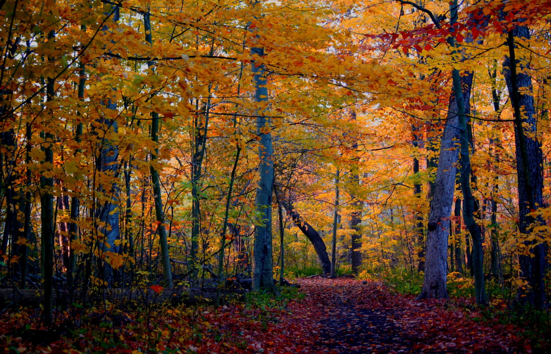 automne forêt arbres sentier nature photo